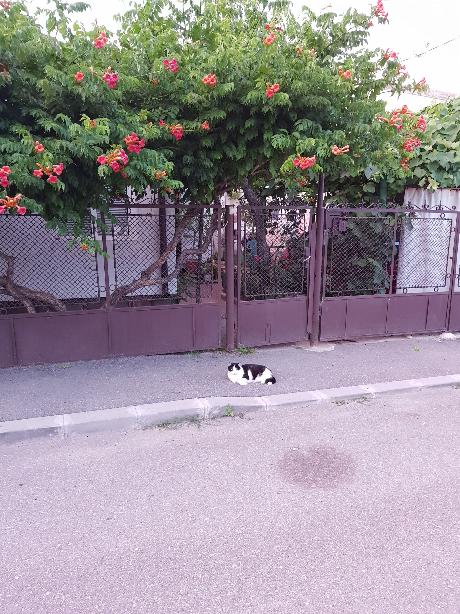 Samsung Galaxy S8+ sample photo. Cat, street, tree photography