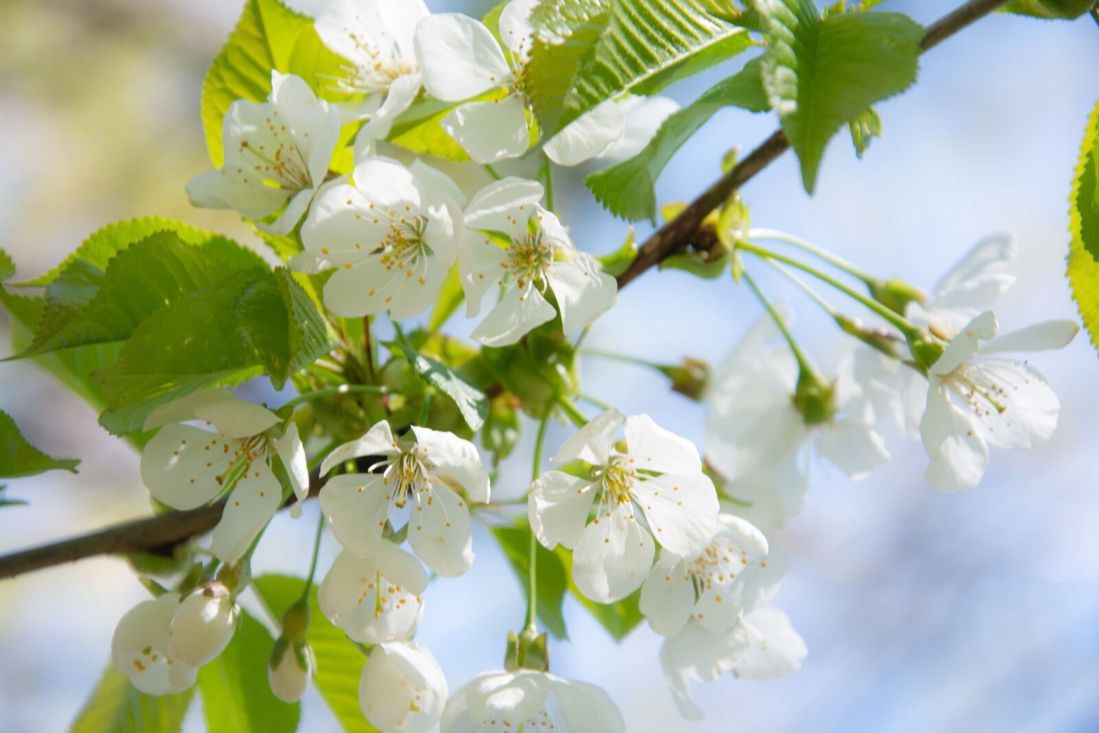 Nikon D7100 sample photo. Spring, blossom, natural photography