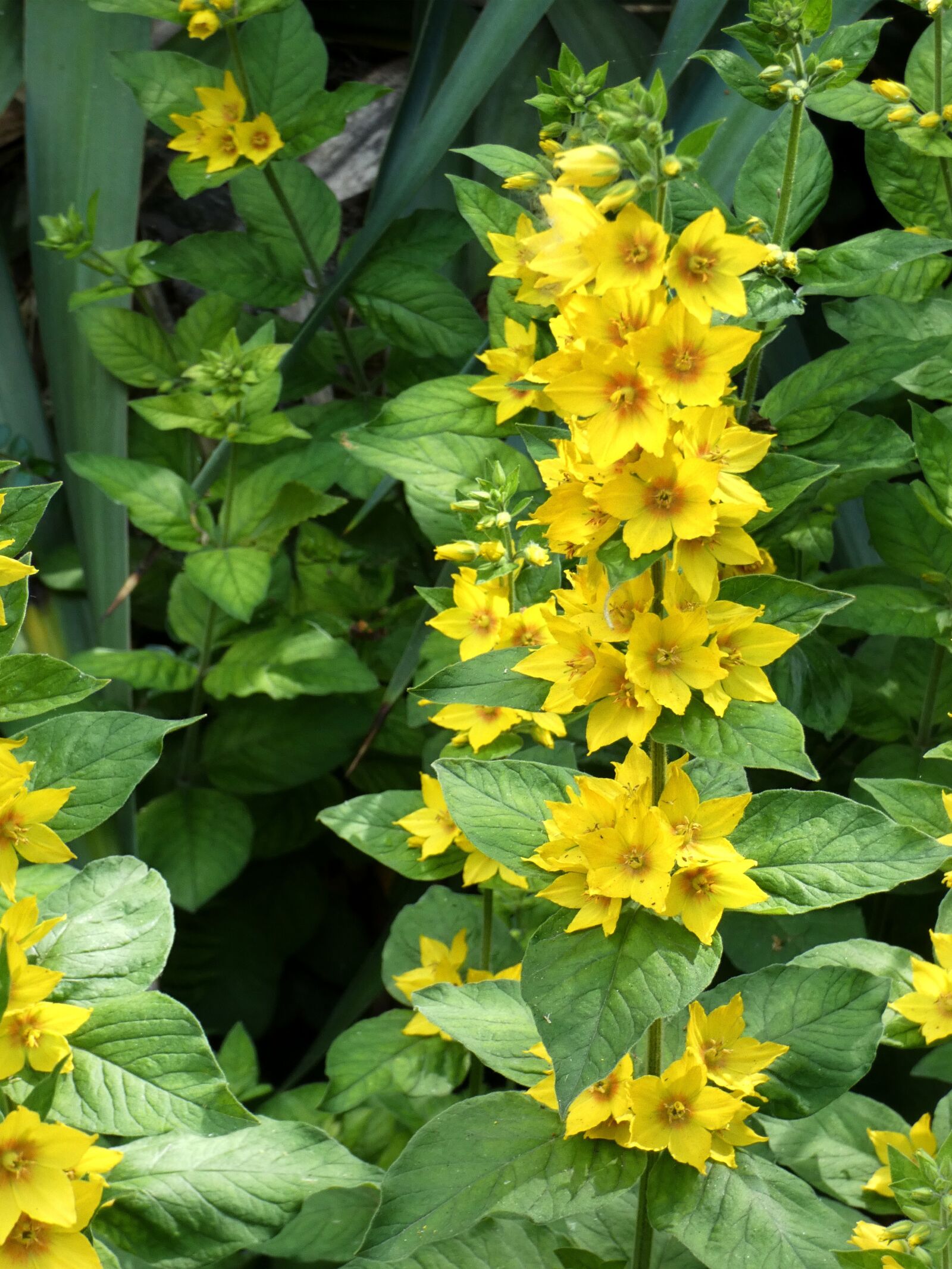 Panasonic Lumix DC-FZ80 (Lumix DC-FZ82) sample photo. Lysimachus, lysimachia punctata, perennial photography