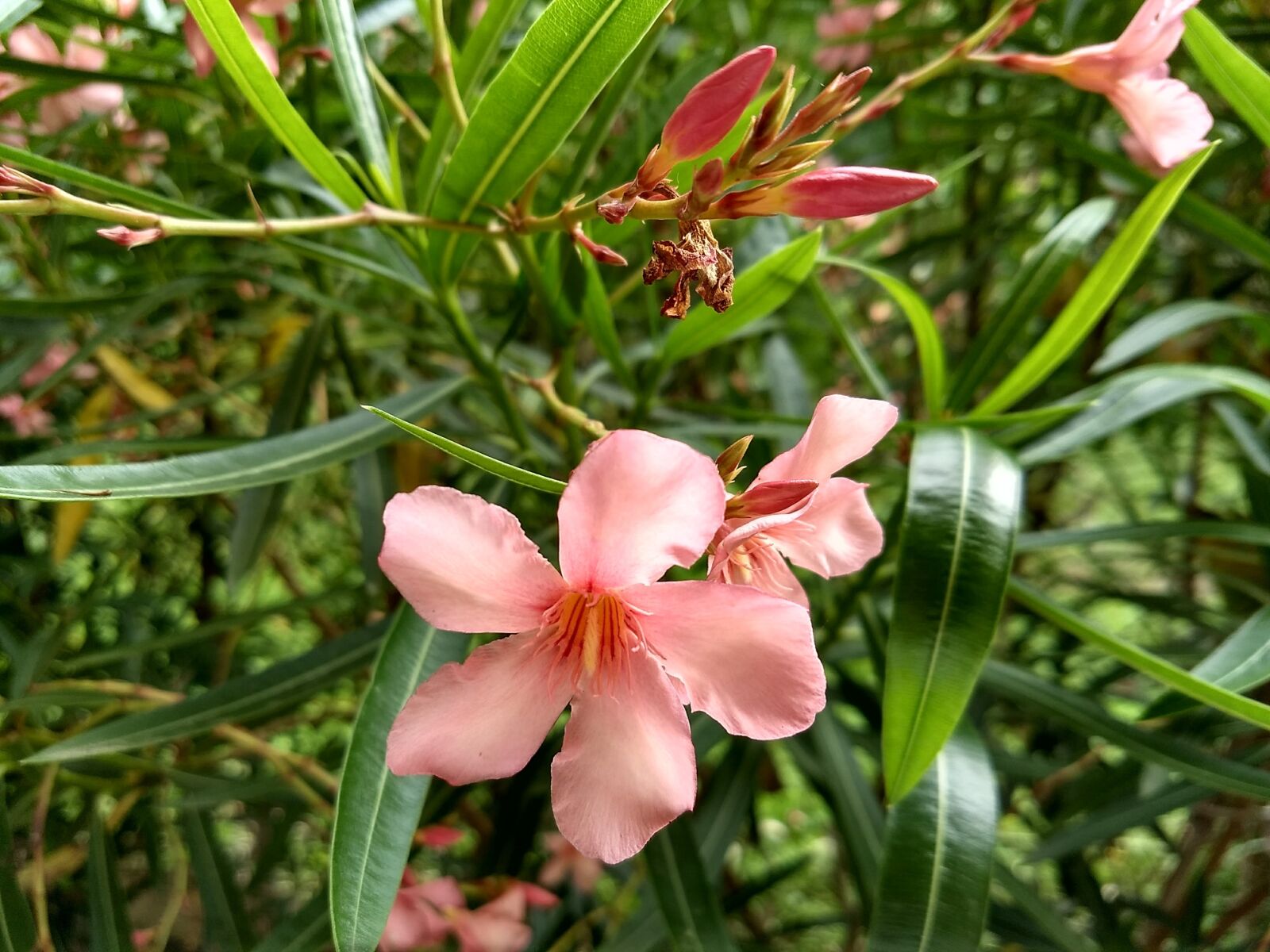 Motorola Moto G (5) Plus sample photo. Flower, nature, plant photography