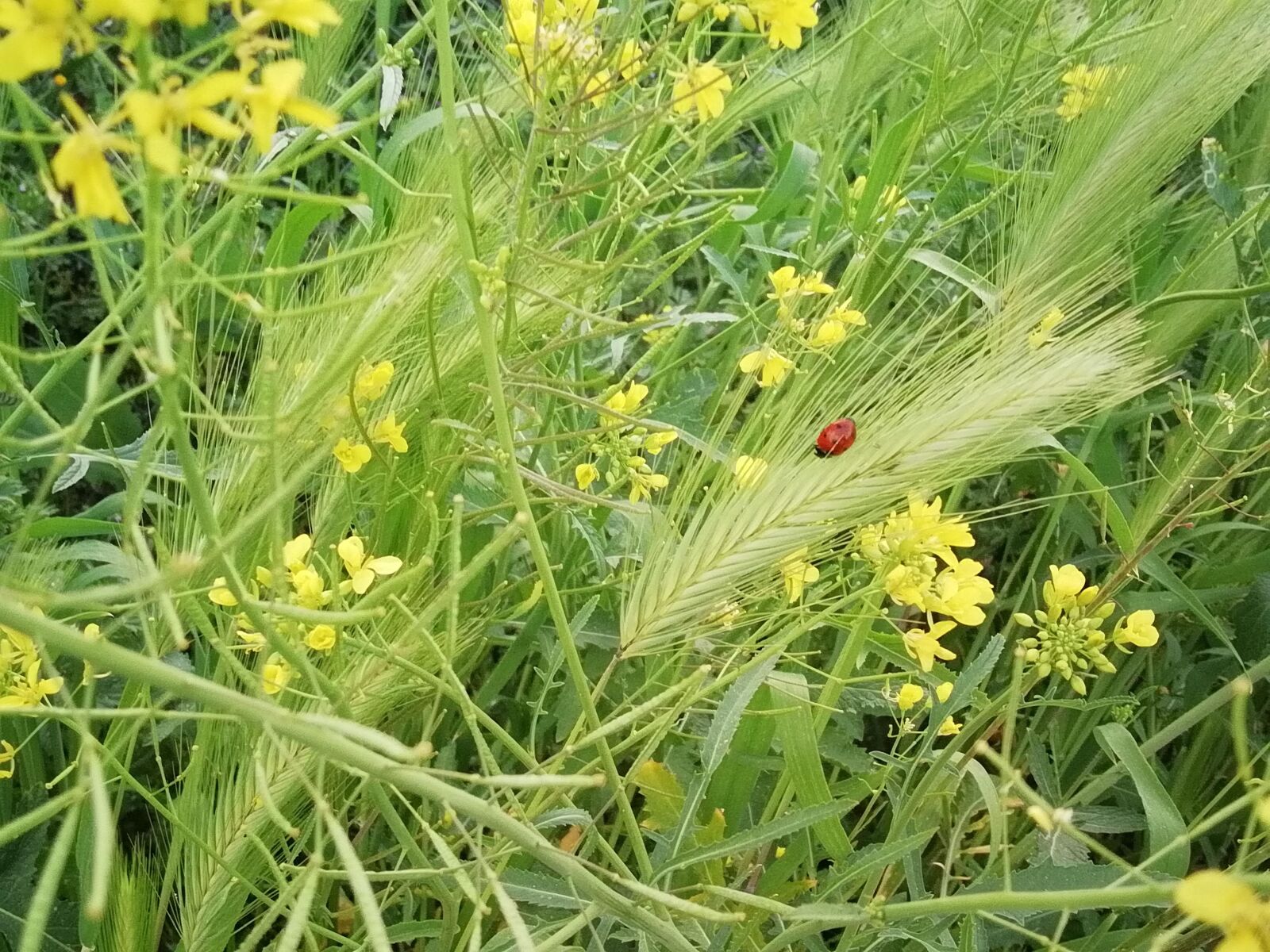 HUAWEI FIG-LX1 sample photo. Ladybug, insect, nature photography