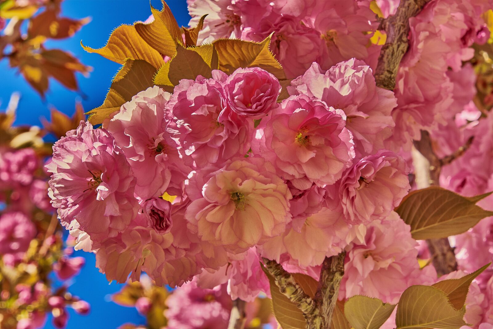Nikon D7200 sample photo. Flower, cherry, spring photography