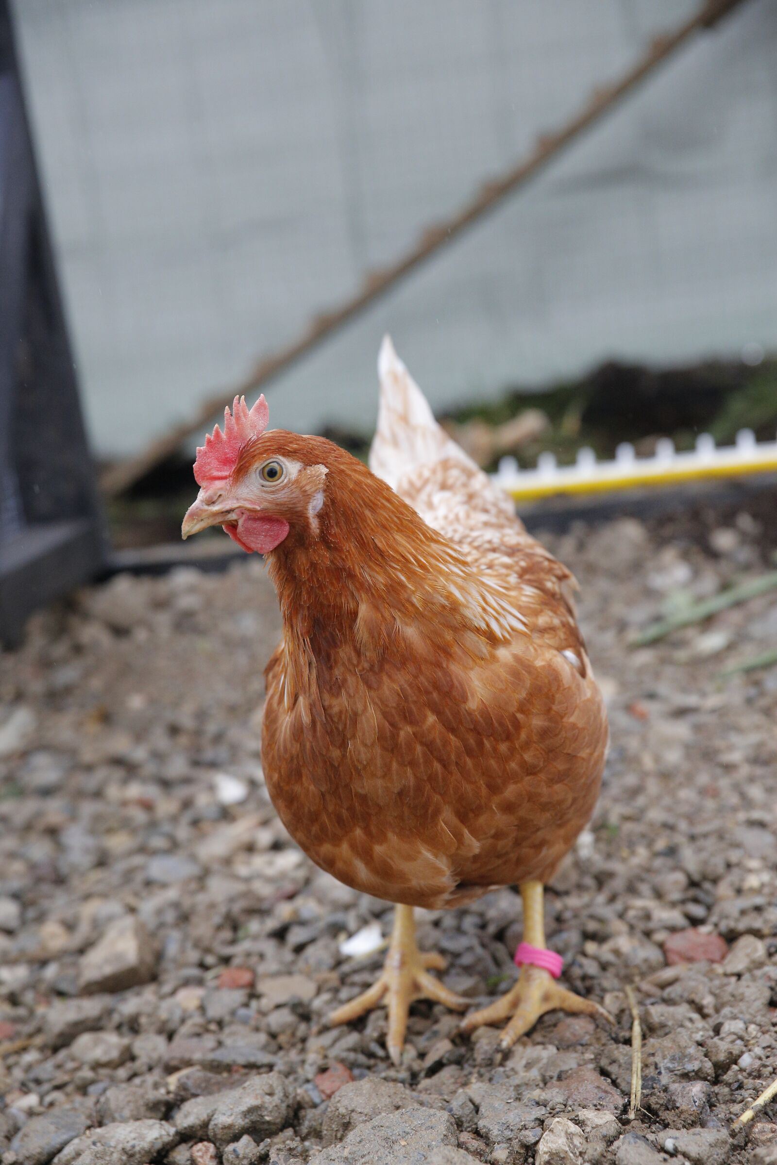 Canon EOS 5D Mark III sample photo. Chicken, huhn, industrie photography