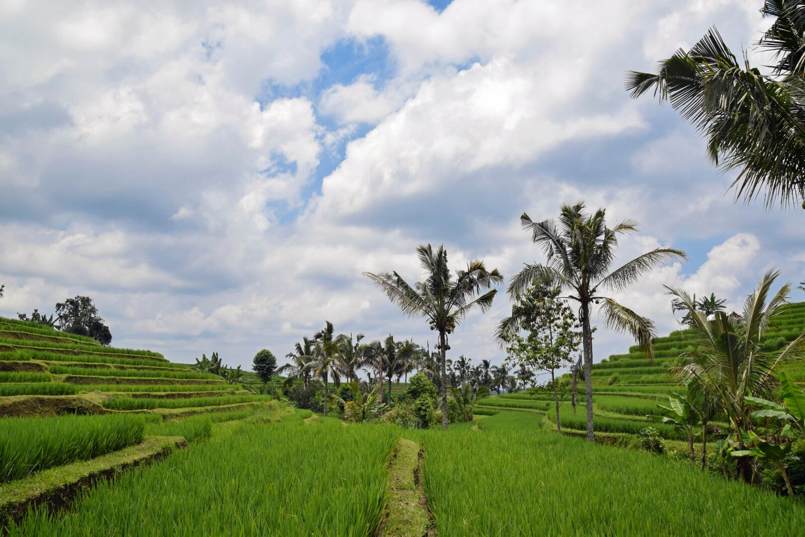 Nikon D3300 sample photo. Bali, indonesia, travel photography