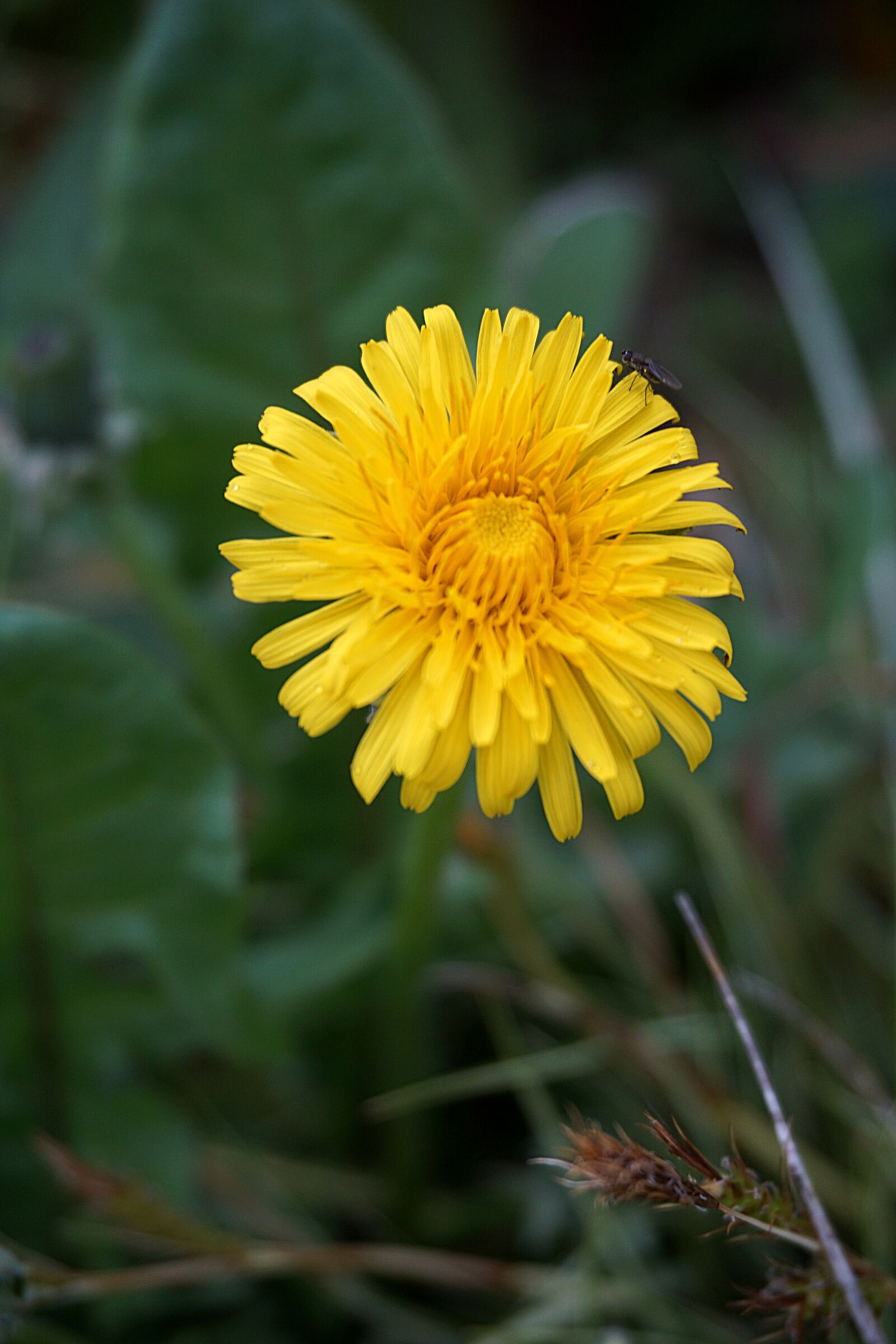 Sony a6000 sample photo. Flower, dandelion, nature photography