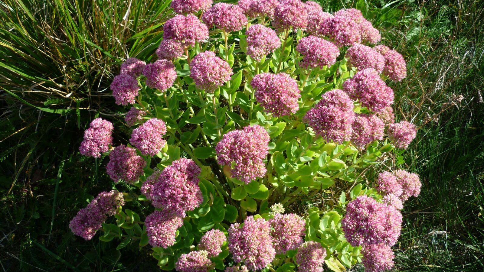Panasonic Lumix DMC-FS6 sample photo. Stonecrop, flower, sedum photography