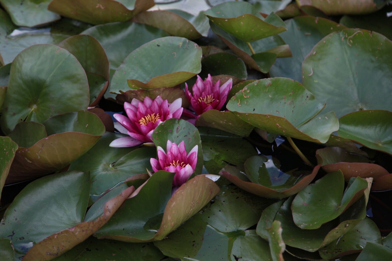 Canon EOS 5D Mark II sample photo. Lily, leaves, flower photography