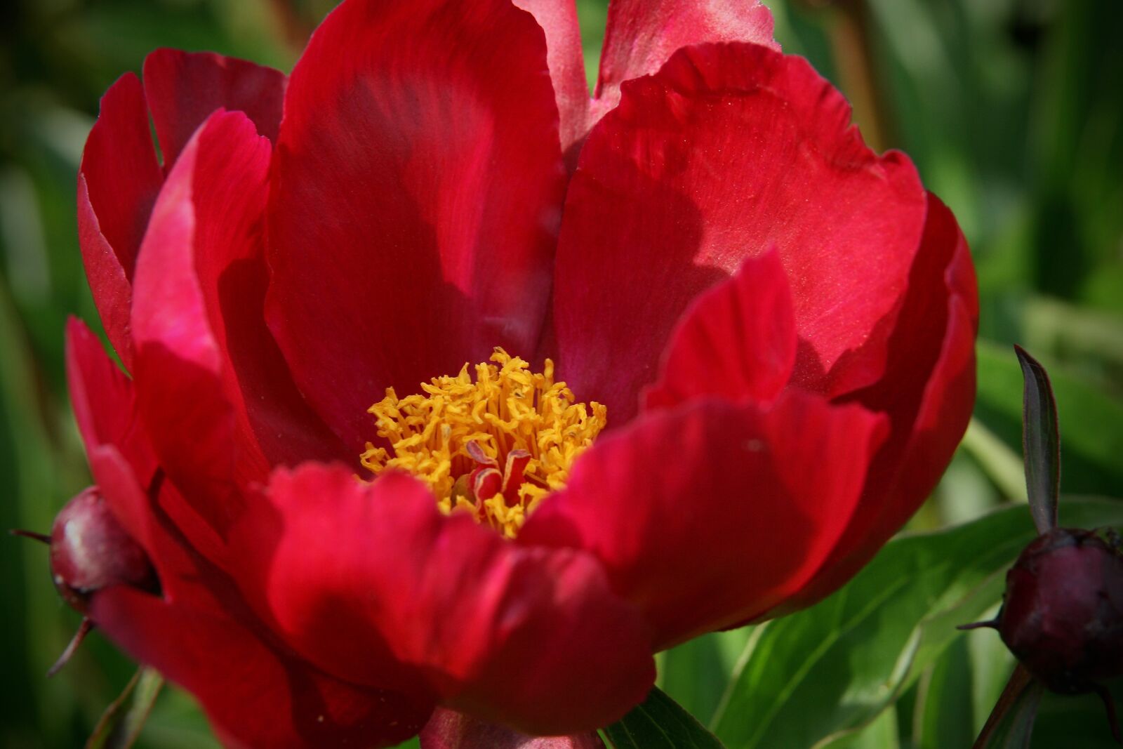 Canon EOS 400D (EOS Digital Rebel XTi / EOS Kiss Digital X) sample photo. Peony, petals, blossom photography