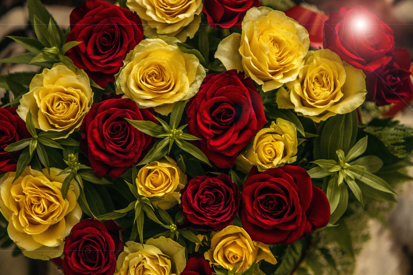 Canon EOS 7D sample photo. Rose, flower, pattern photography