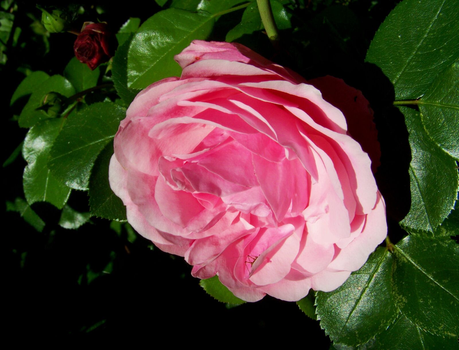 Kodak EASYSHARE ZD710 ZOOM DIGITAL CAMERA sample photo. Rose, pink flower, summer photography