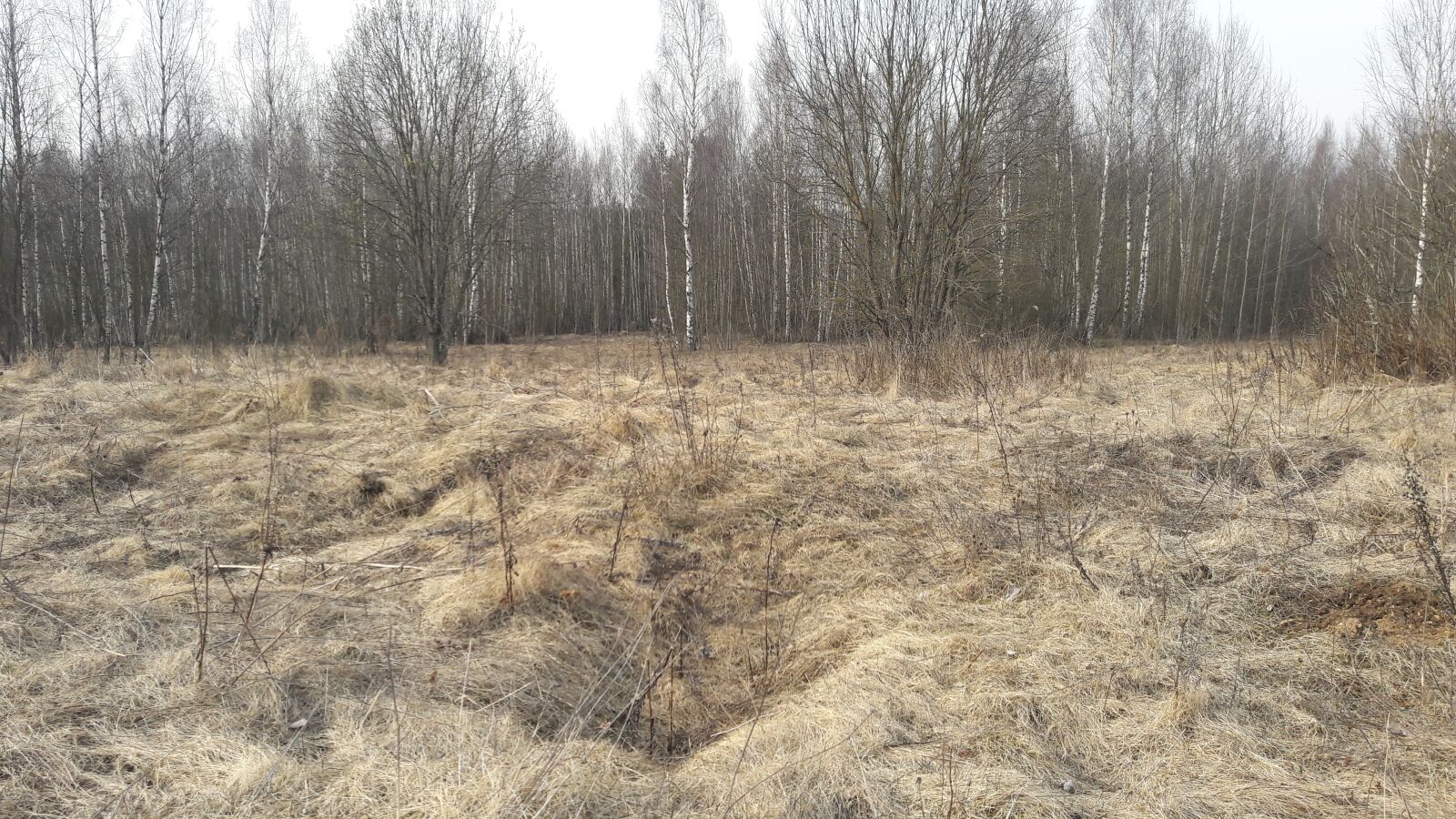 Samsung Galaxy J7 sample photo. Spring, forest, nature photography
