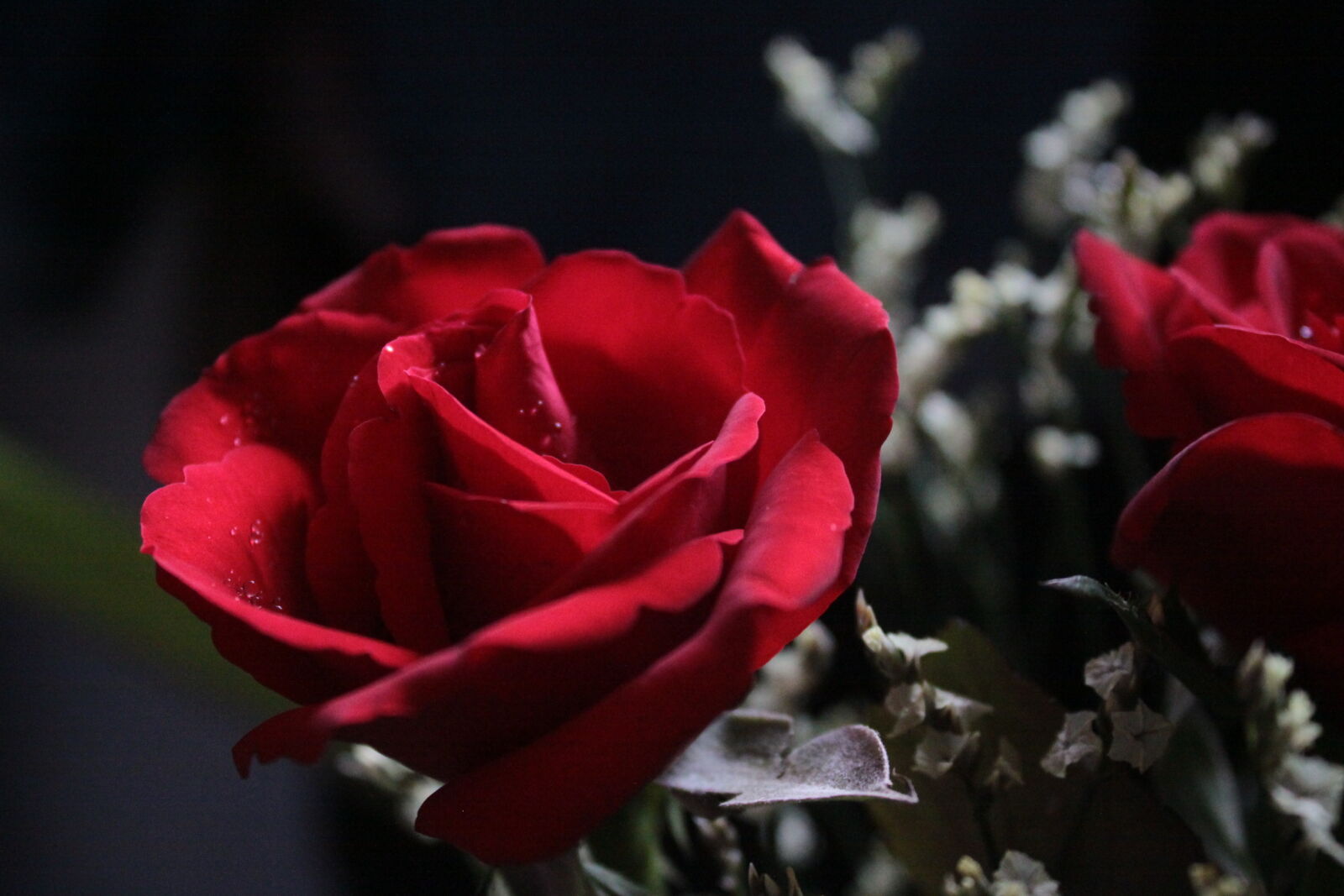 Canon EOS 50D sample photo. Beauty, emotion, flower, red photography