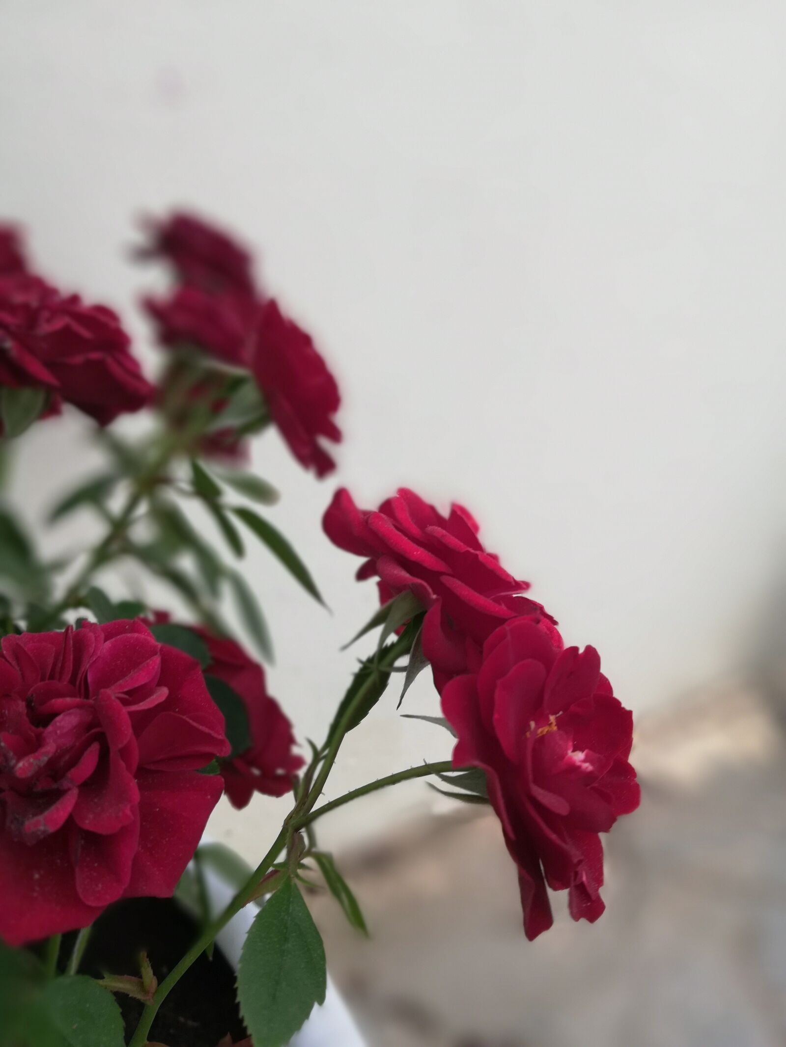 HUAWEI Honor 7X sample photo. Rose, beautiful, flower photography