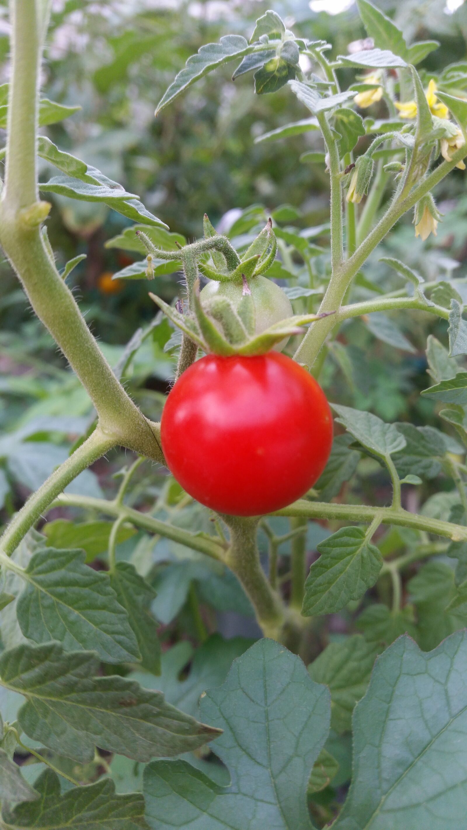 Samsung Galaxy S5 sample photo. Vegetable, plant, plant a photography