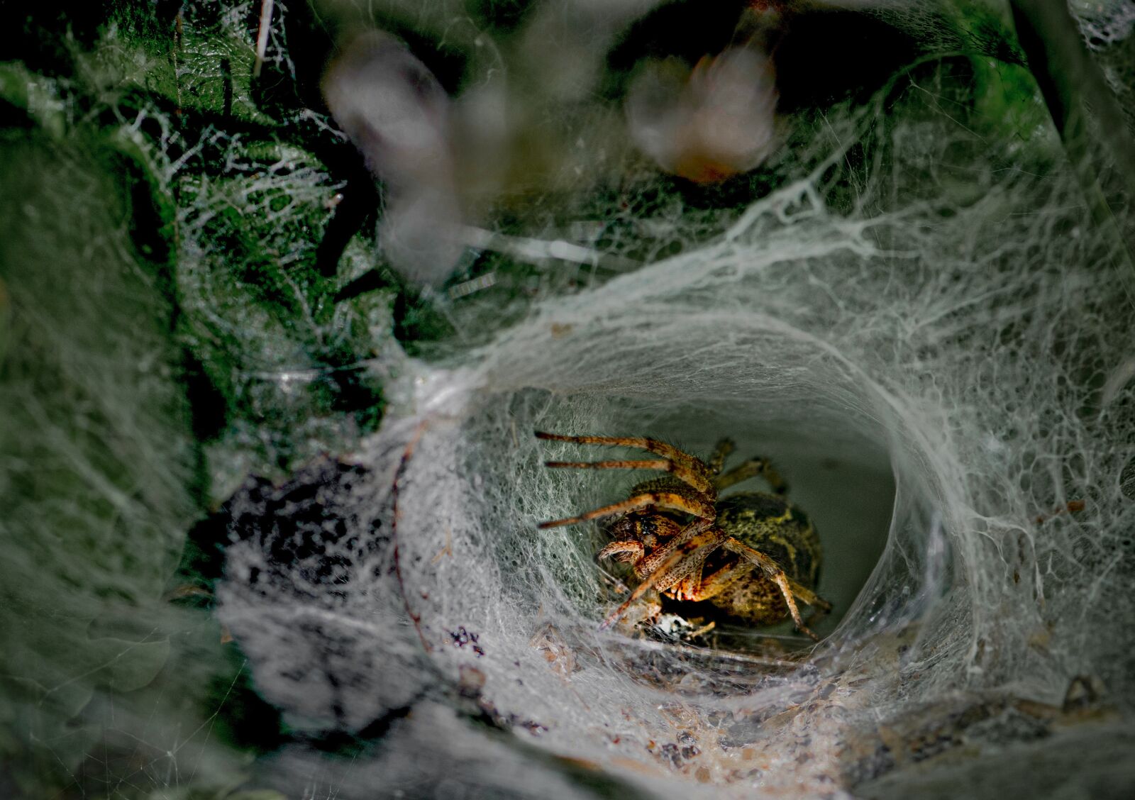 Nikon D850 sample photo. Spin, spider, animal photography