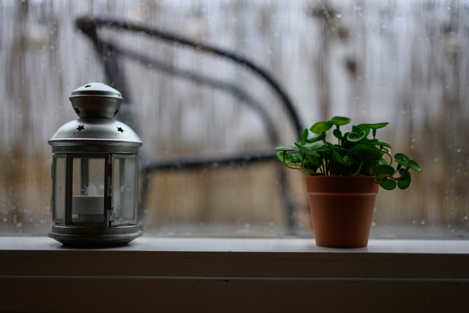 Nikon Z8 sample photo. Gloomy window plant photography