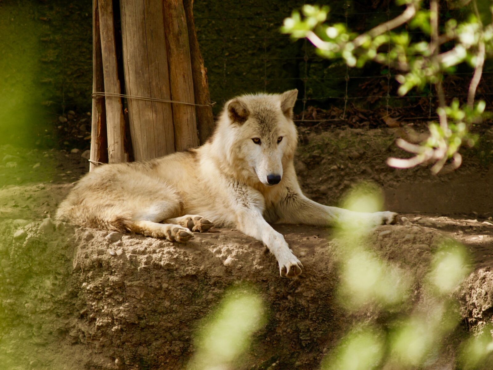 Olympus E-300 (EVOLT E-300) sample photo. Wolf, zoo, nature photography