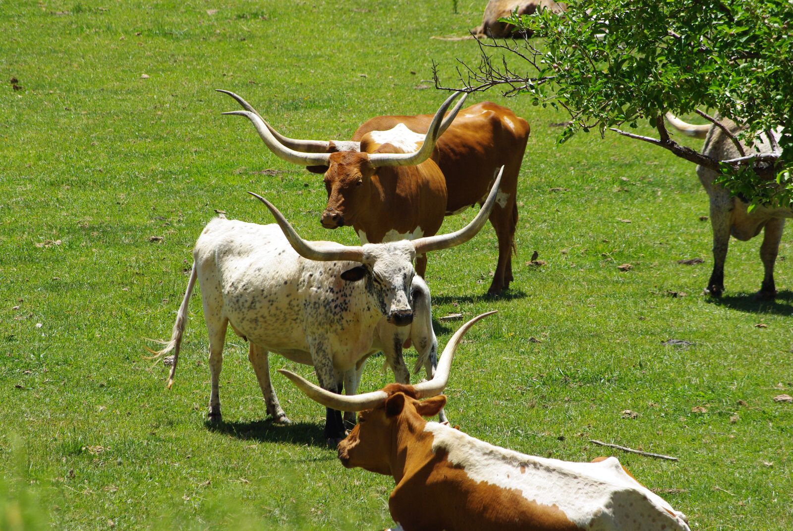 Pentax K200D sample photo. Cows, steers, horns photography