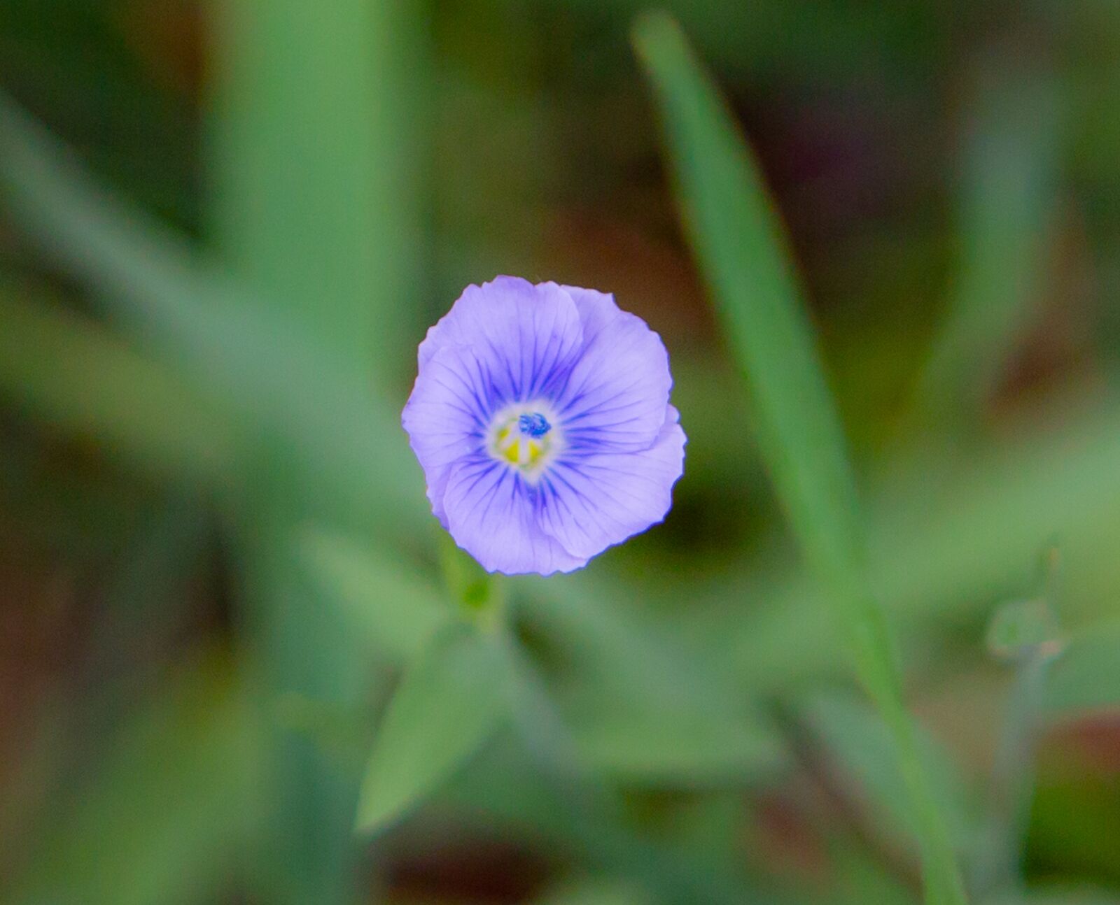 Canon EF 24-70mm F2.8L USM sample photo. Flower, petal, violet photography