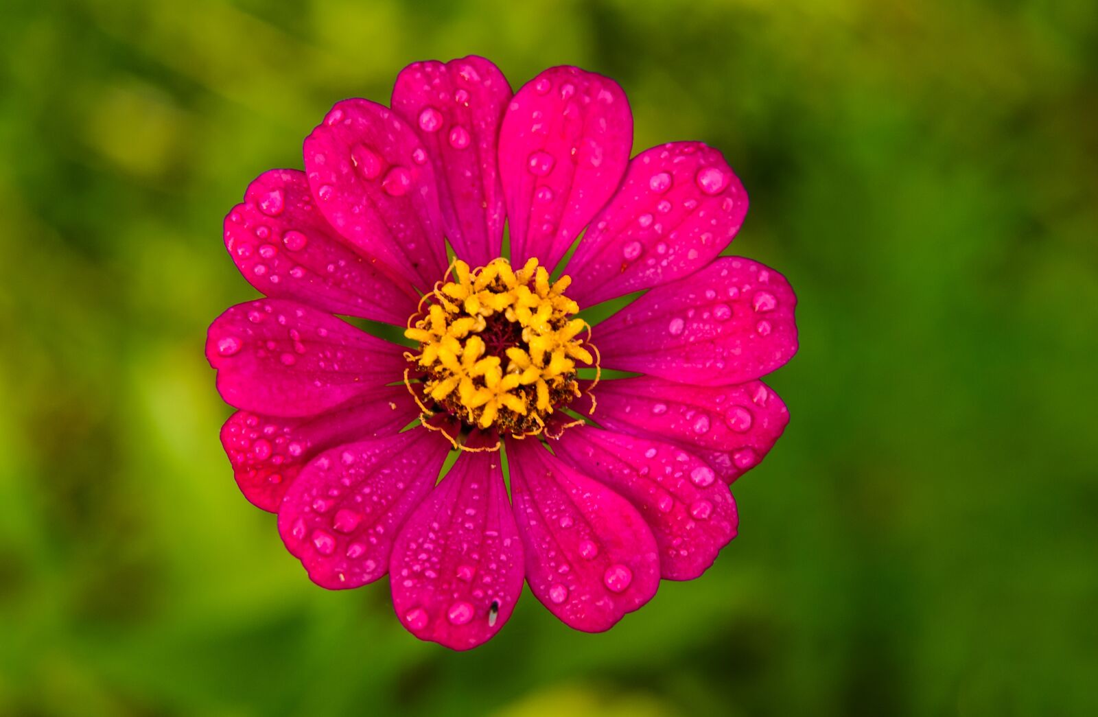 Nikon D7000 sample photo. Nature, flower, blossom photography