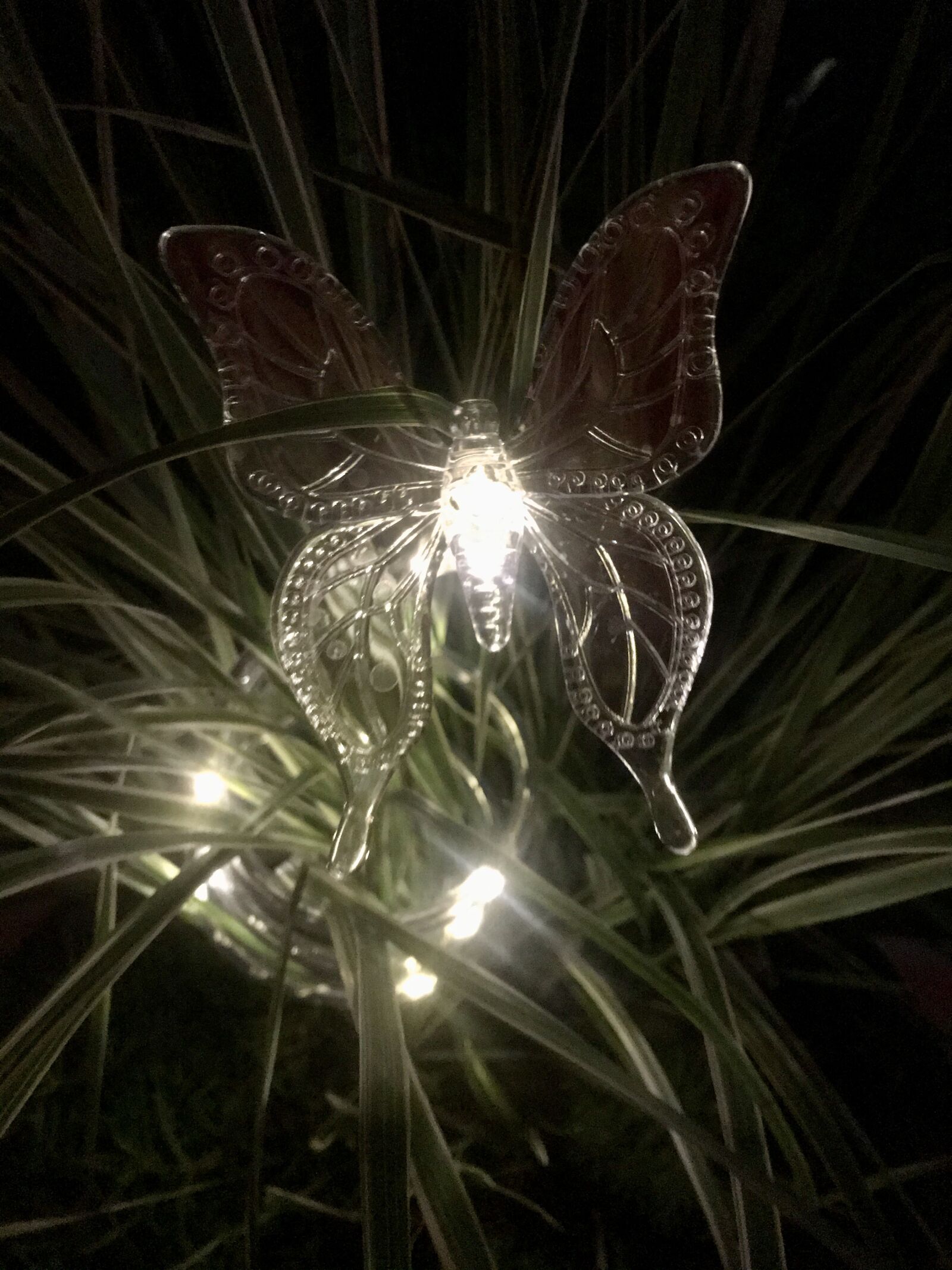 iPhone 7 back camera 3.99mm f/1.8 sample photo. Butterfly, glass, decoration photography
