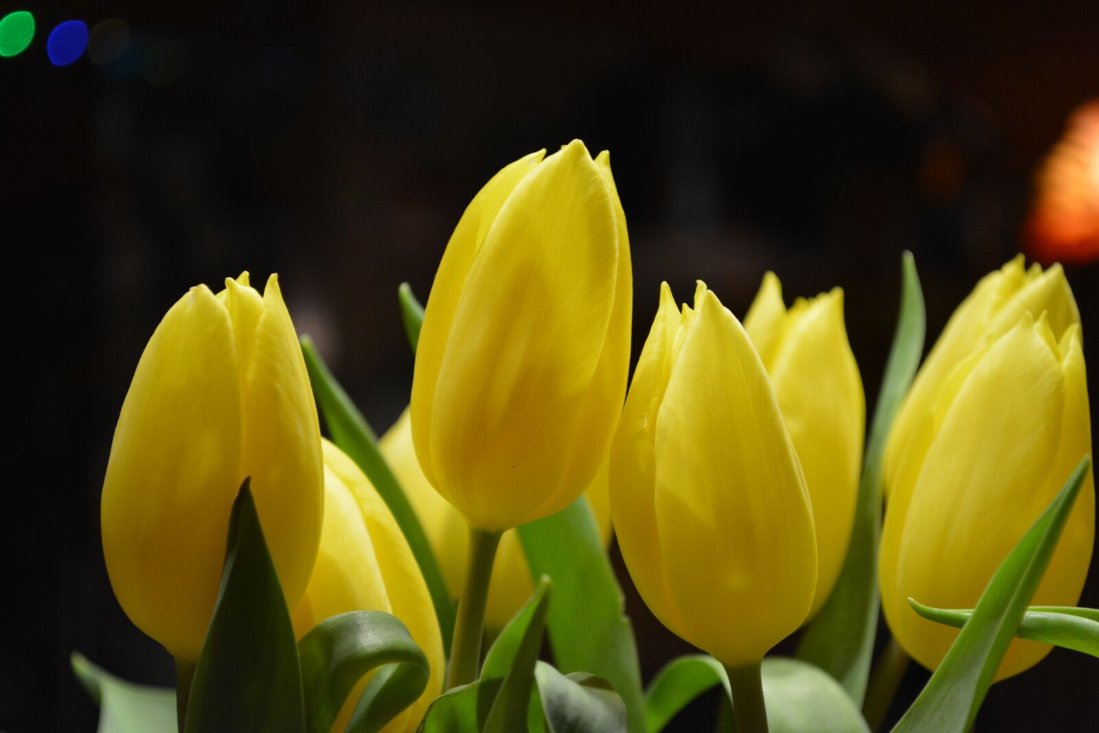 Nikon D5200 sample photo. Tulips, flowers, macro focus photography