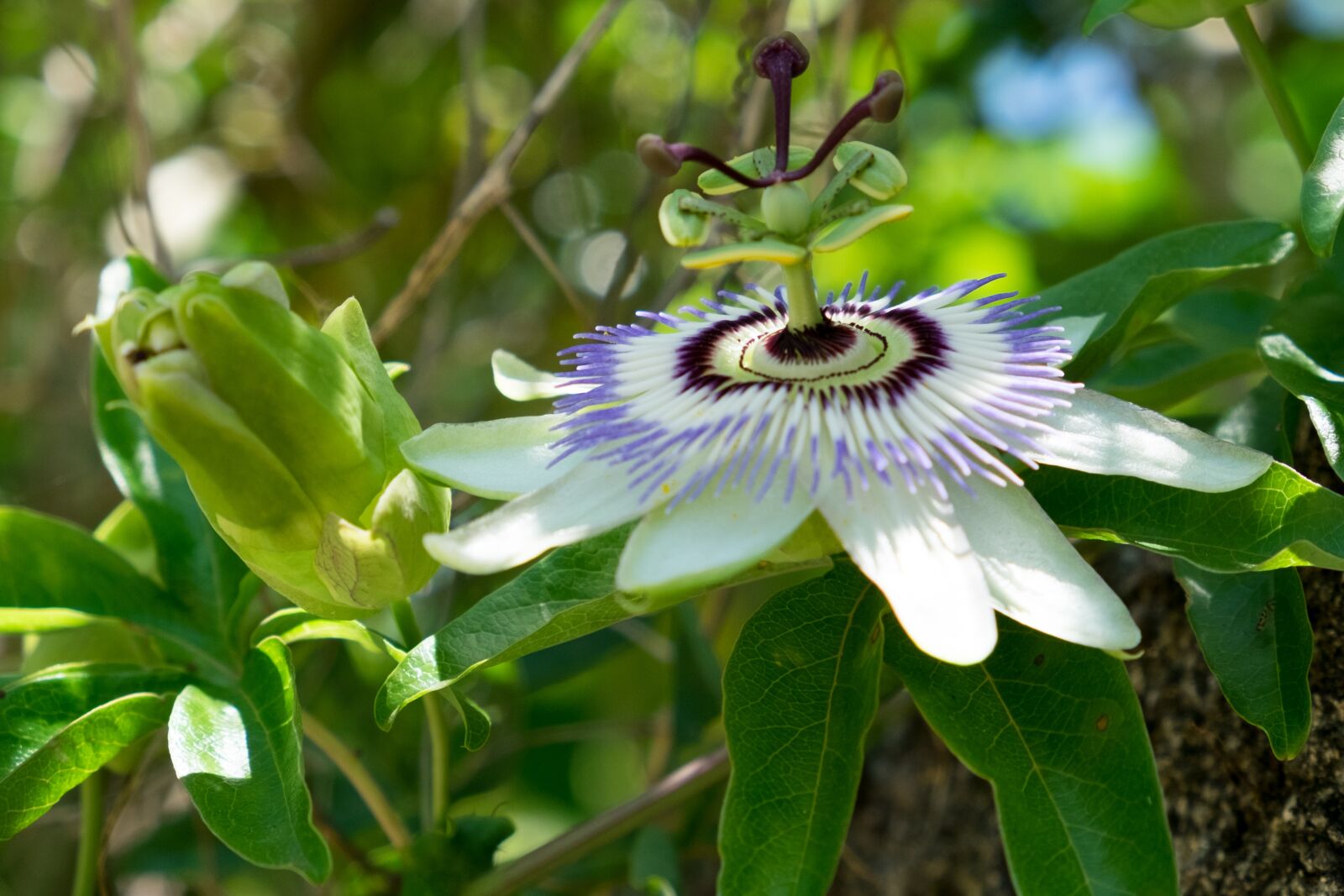 Fujifilm X-T10 sample photo. Passion, passiflora, flower photography