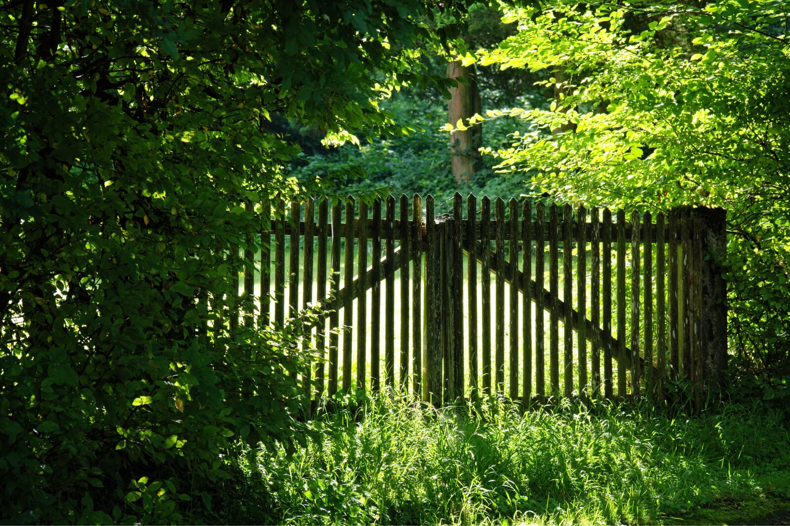 55.0-200.0mm f/4.0-f/5.6 sample photo. Wood fence, fence, nature photography
