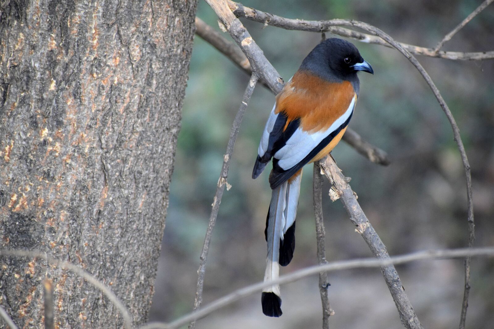 Nikon D3300 sample photo. Bird, nature, tree photography
