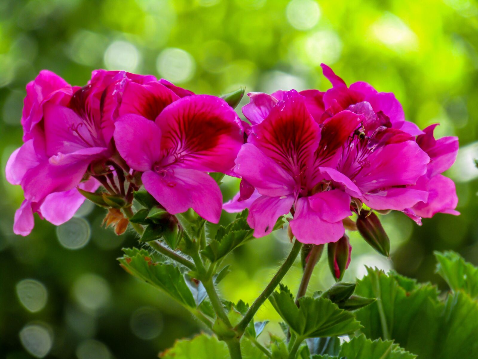 Canon PowerShot SX410 IS sample photo. Flower, garden, plant photography