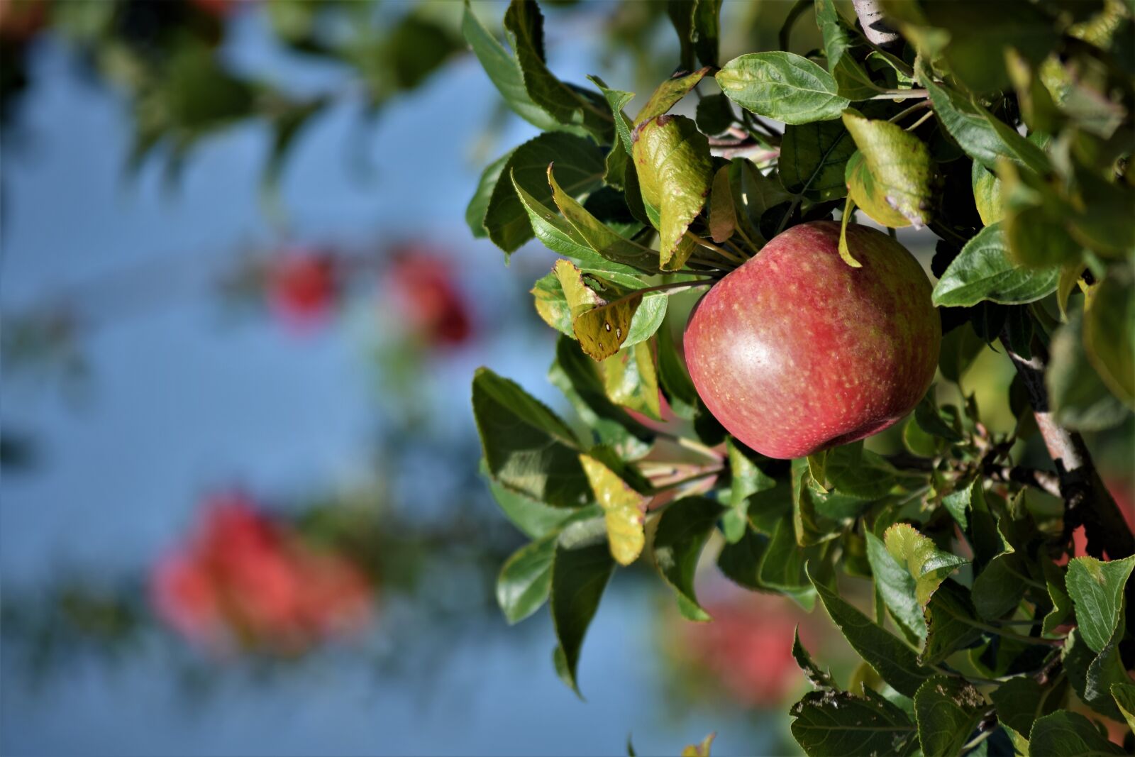 Nikon D3300 sample photo. Apple, orchard, fruit photography