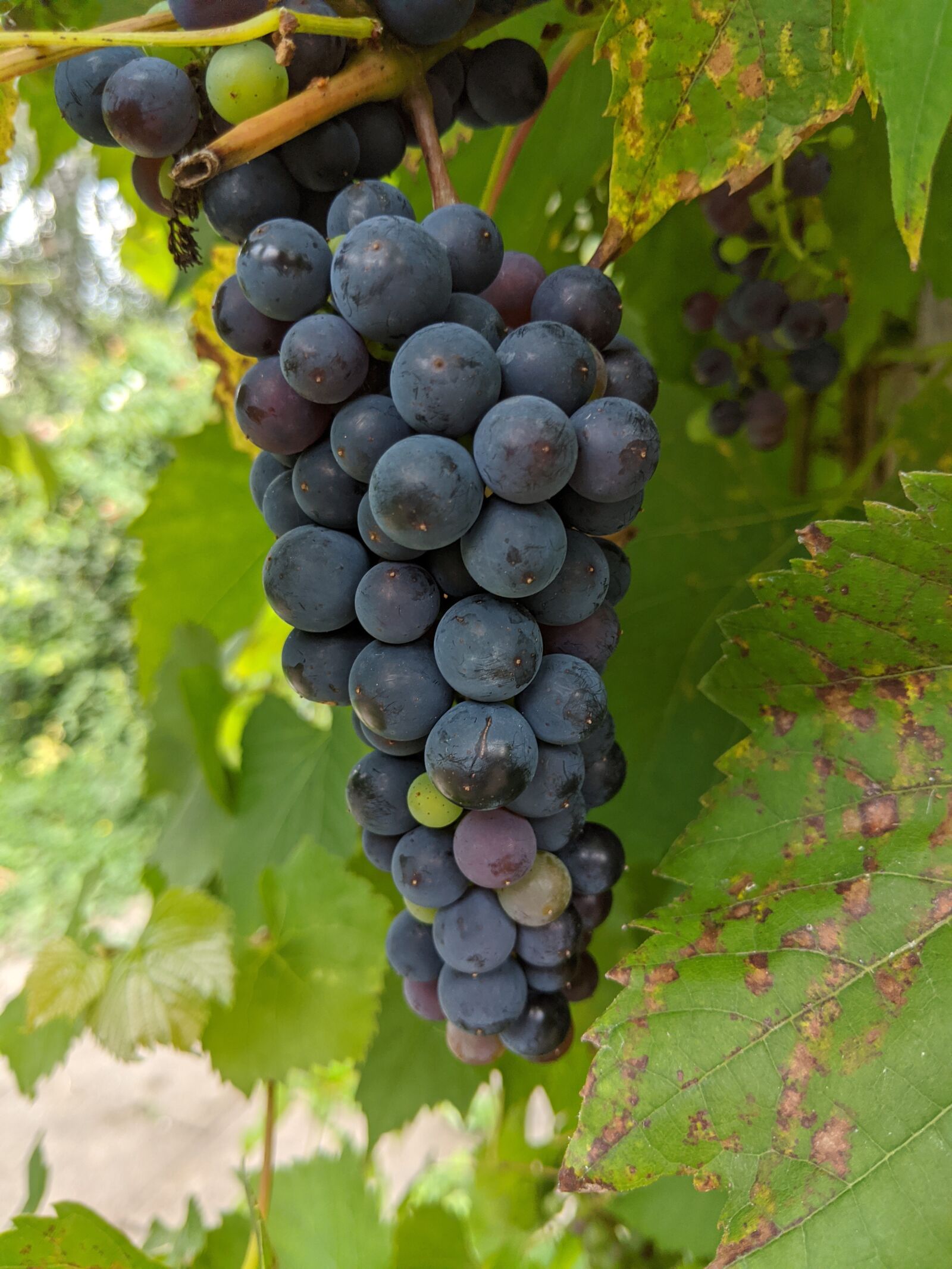 Google Pixel 2 XL sample photo. Grapes, wine, vine photography