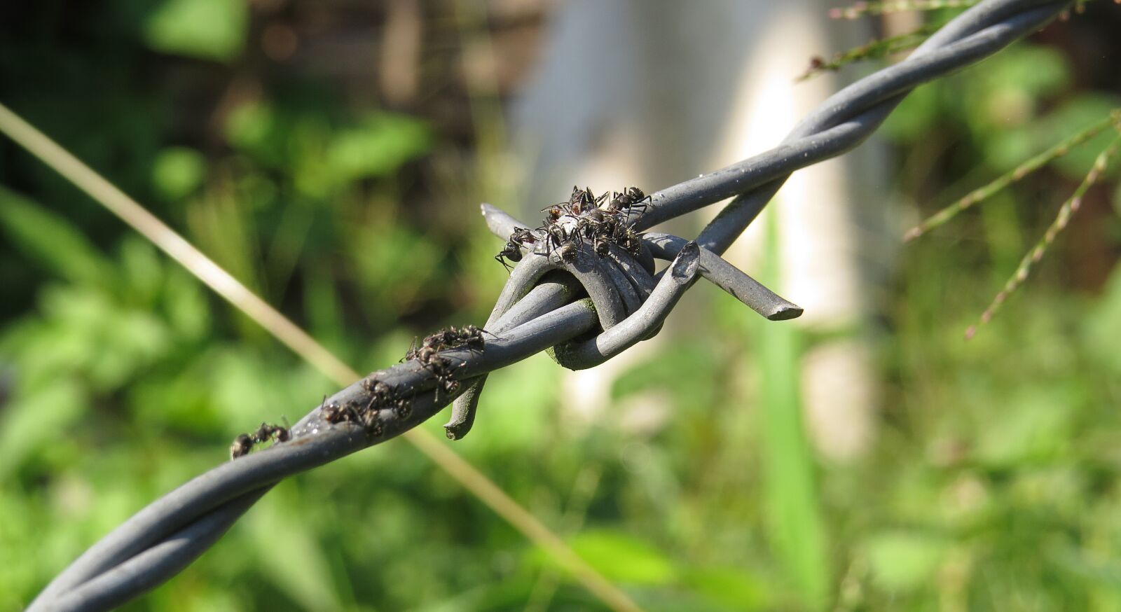 Canon PowerShot SX50 HS sample photo. Insect, ants, sweet photography