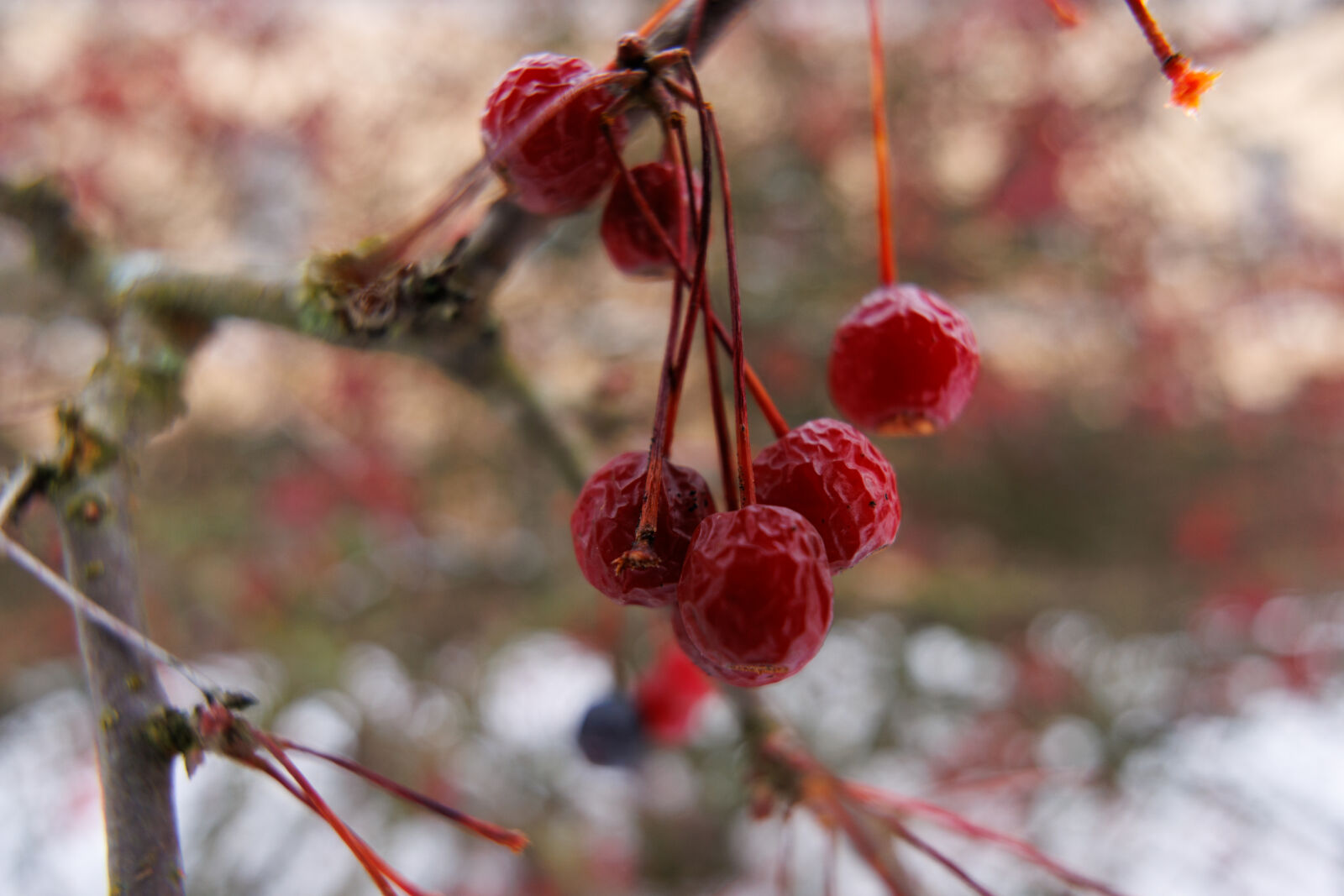 Tamron 11-20mm F2.8 Di III-A RXD sample photo. The last berries of photography