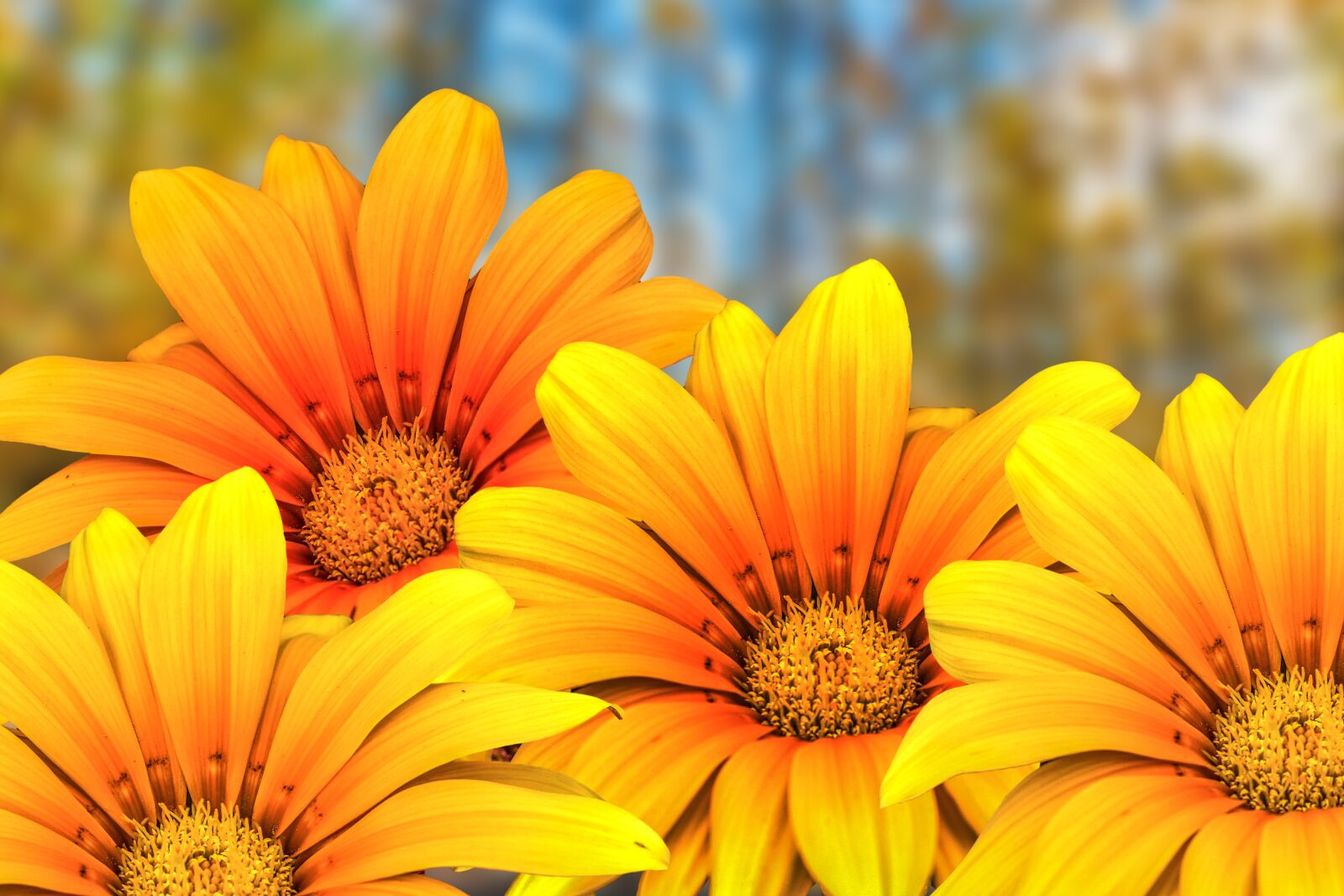 Nikon D3400 sample photo. Flowers g rbel, beautiful photography