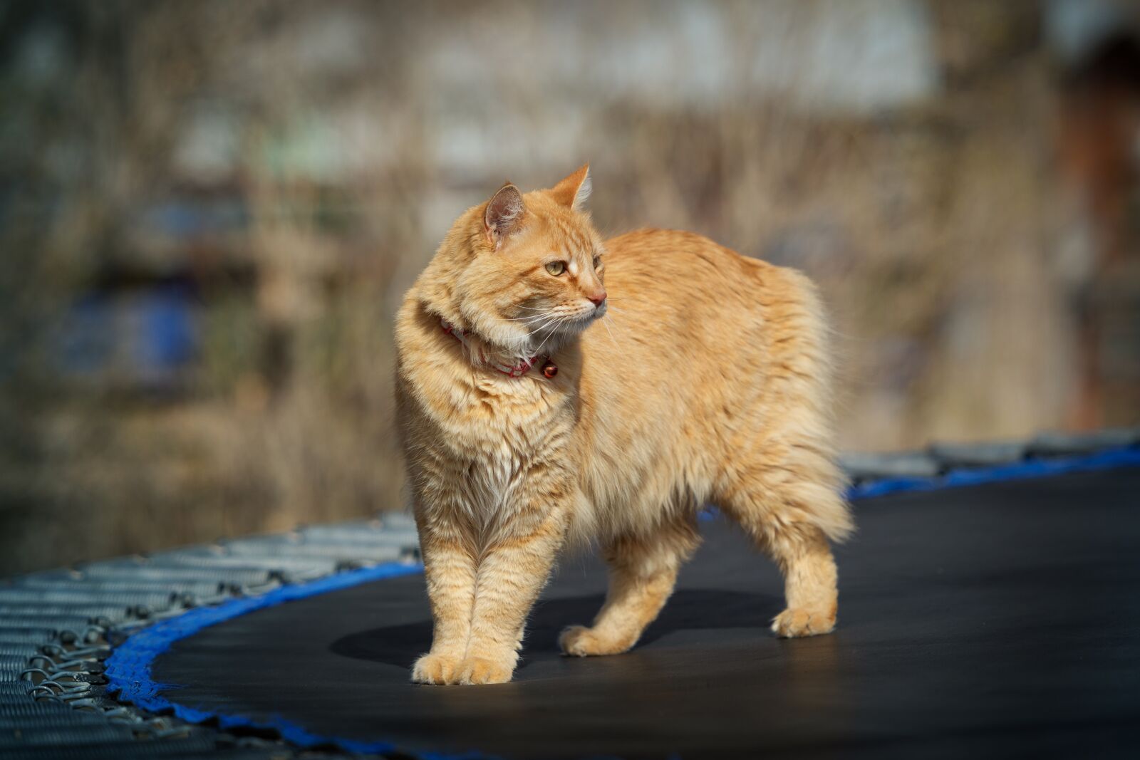 Nikon D7200 sample photo. Cat, kitty, animal photography