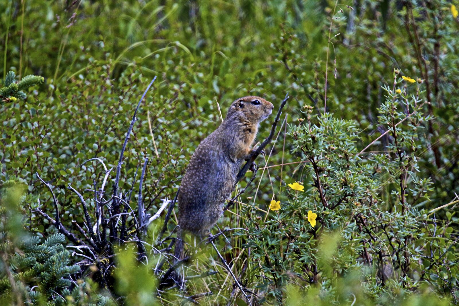 Canon EOS 700D (EOS Rebel T5i / EOS Kiss X7i) sample photo. Ground squirrel, alaska, wildlife photography