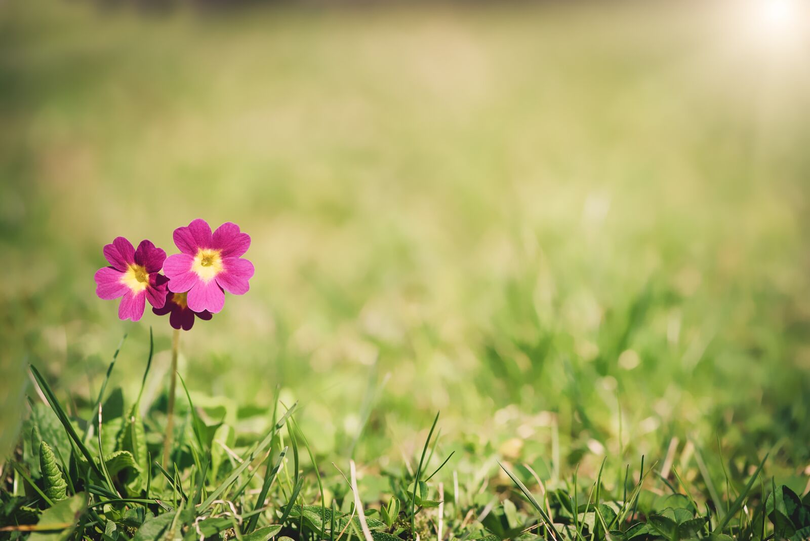 Nikon D750 sample photo. Primrose, meadow primrose, flower photography