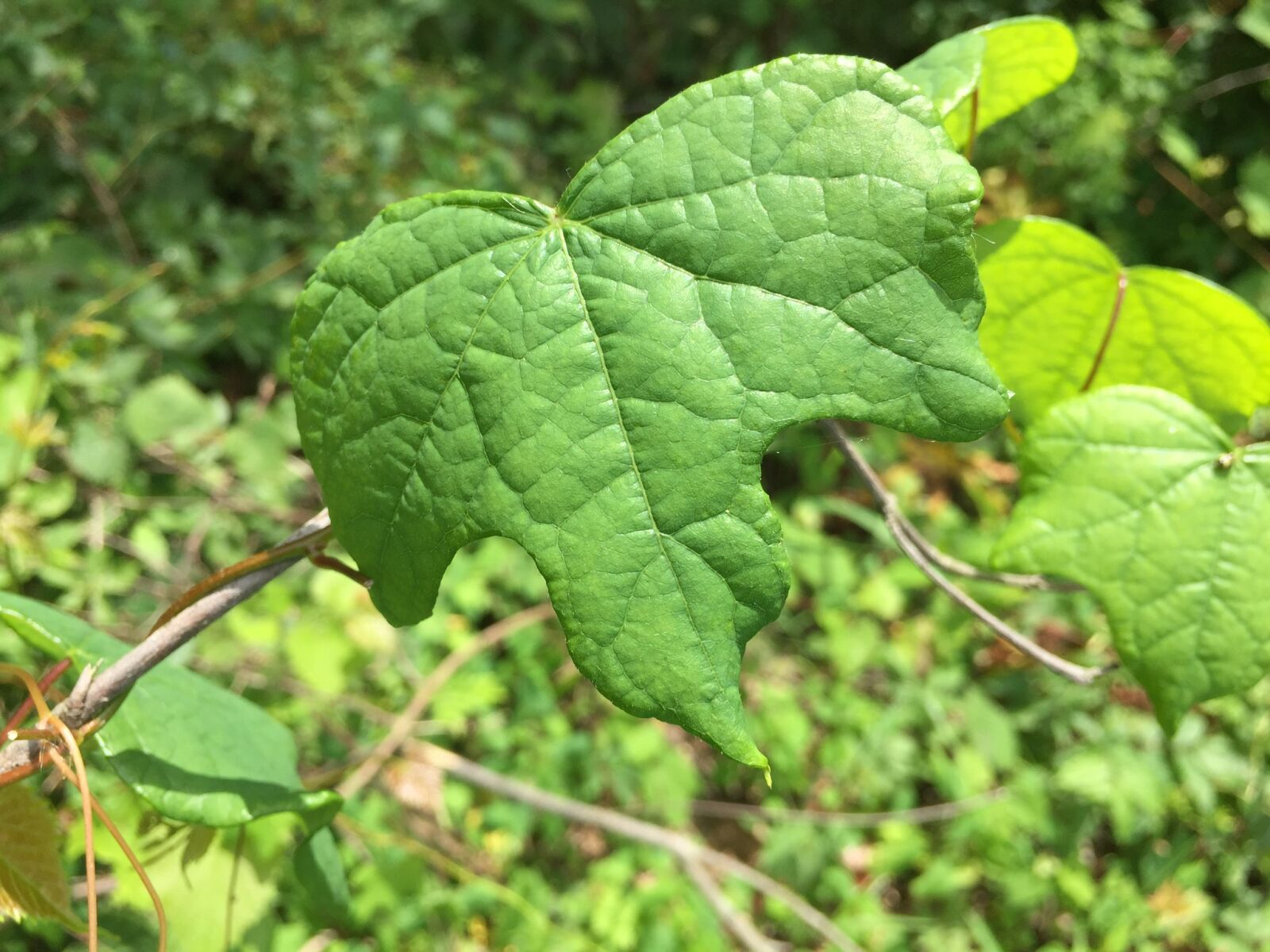iPhone 6 back camera 4.15mm f/2.2 sample photo