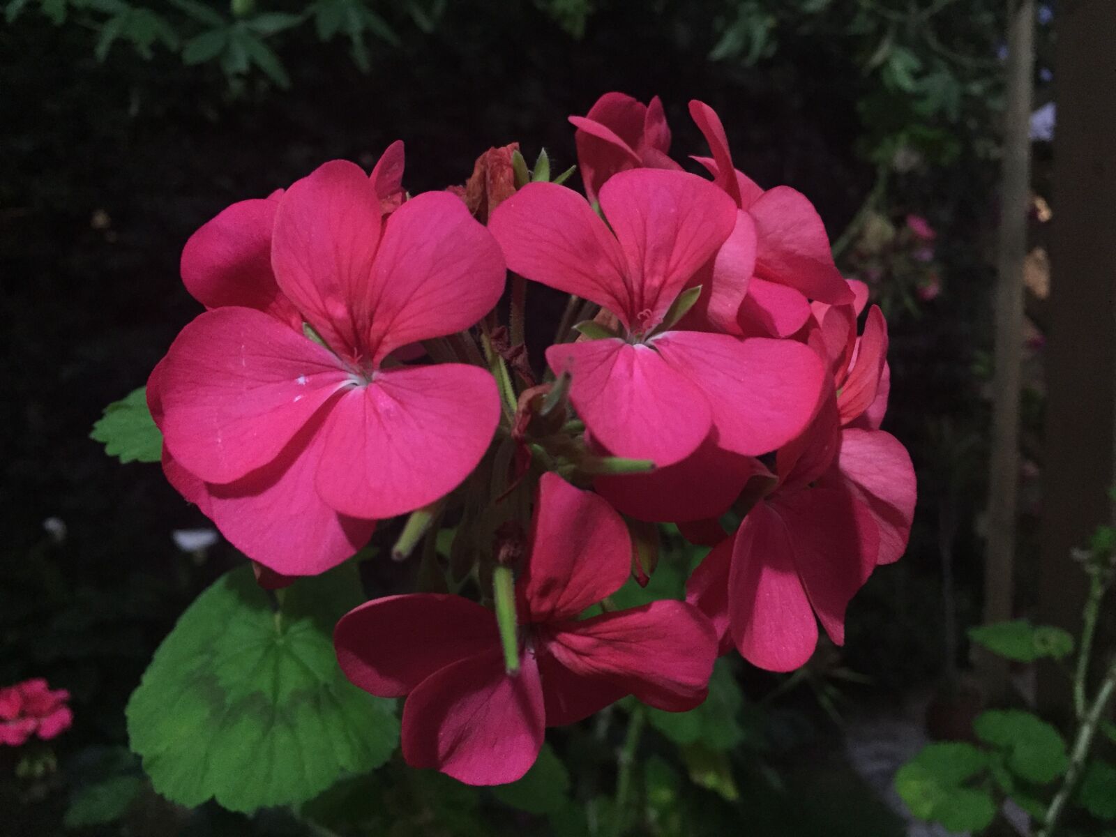 Apple iPhone 6 sample photo. Flower, nature, spring photography