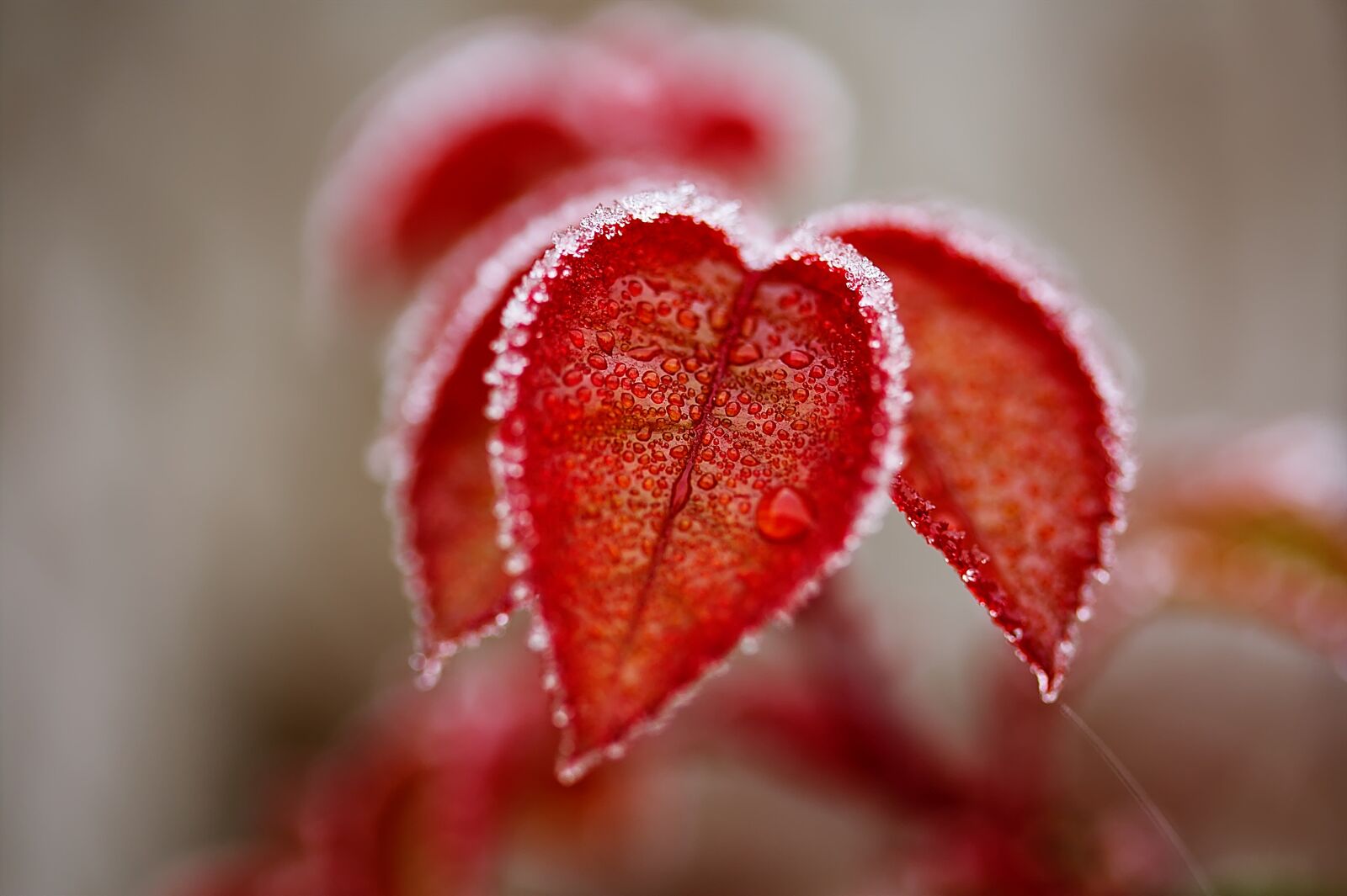 Canon EOS 450D (EOS Rebel XSi / EOS Kiss X2) sample photo. Leaves, ice, frost photography