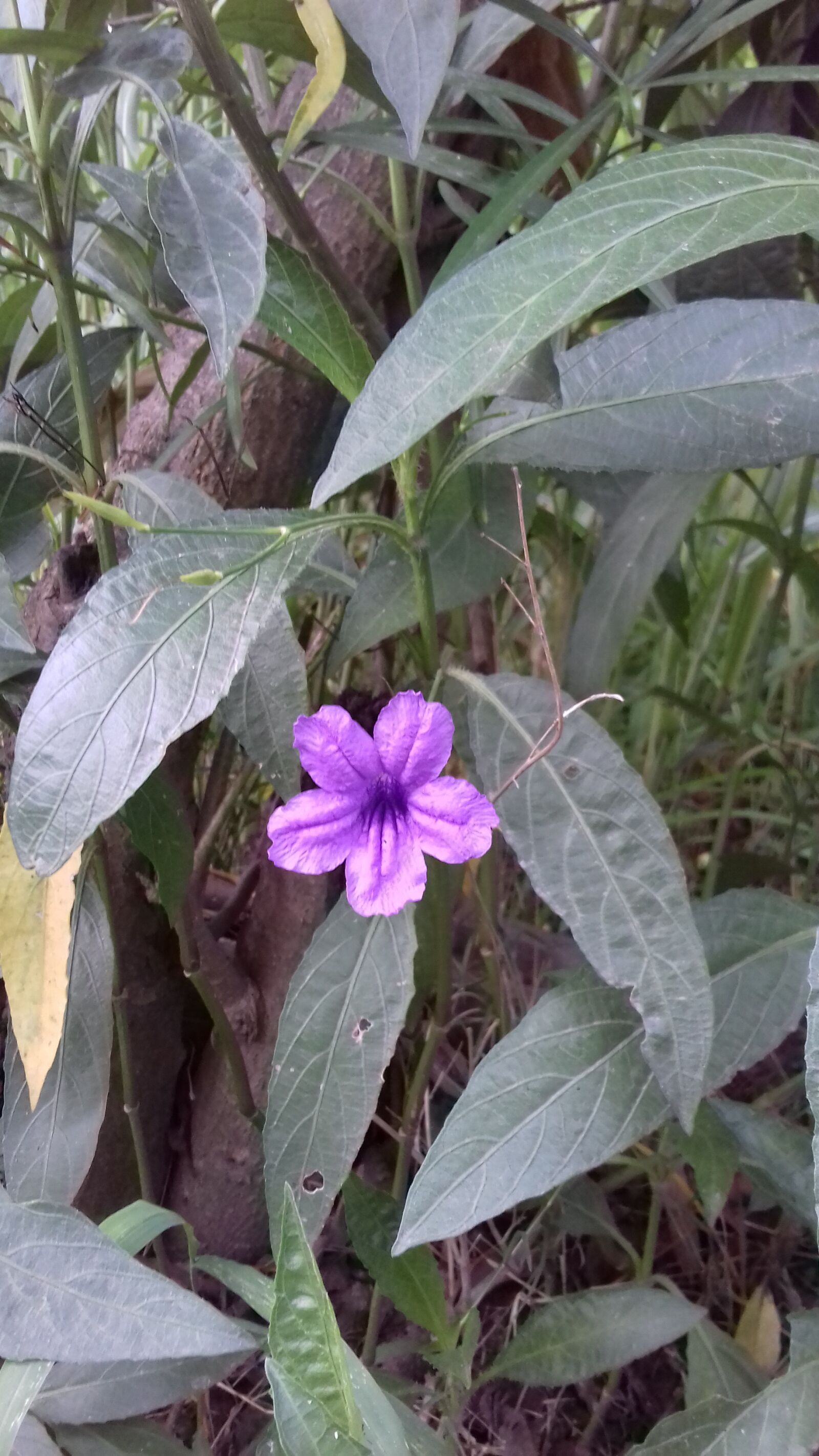 Samsung Galaxy J3(2016) sample photo. Purple flower, flower plant photography
