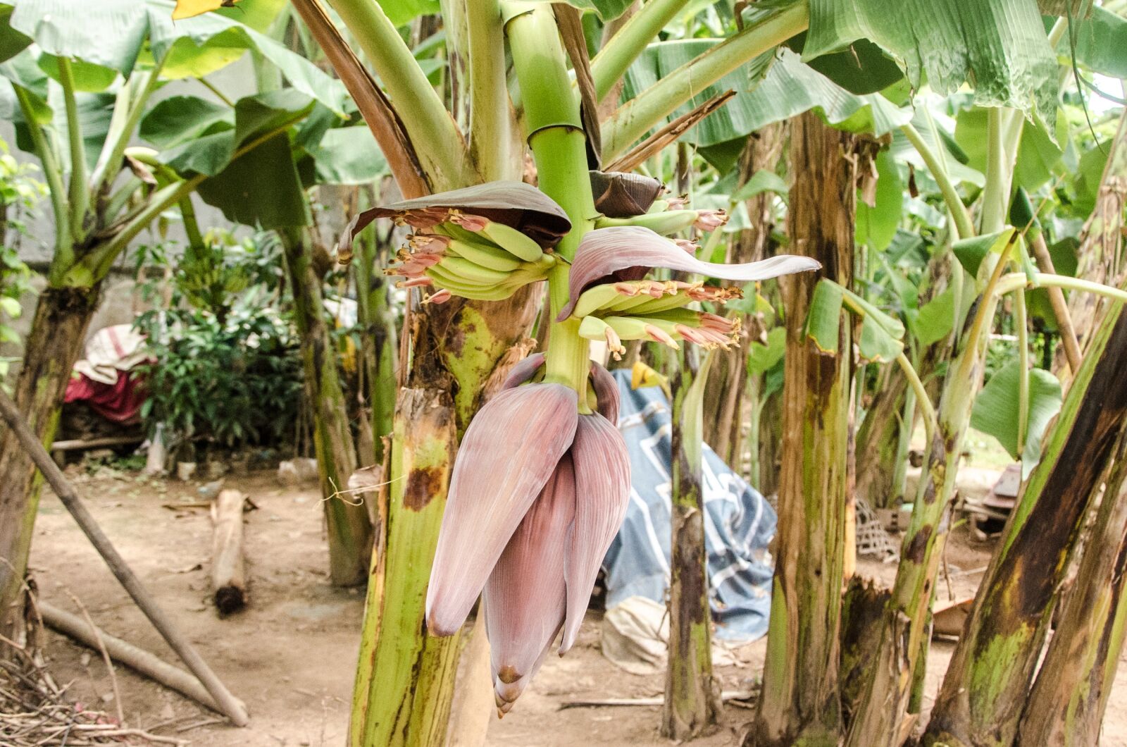 Nikon D7000 sample photo. Banana, banana flower, flower photography