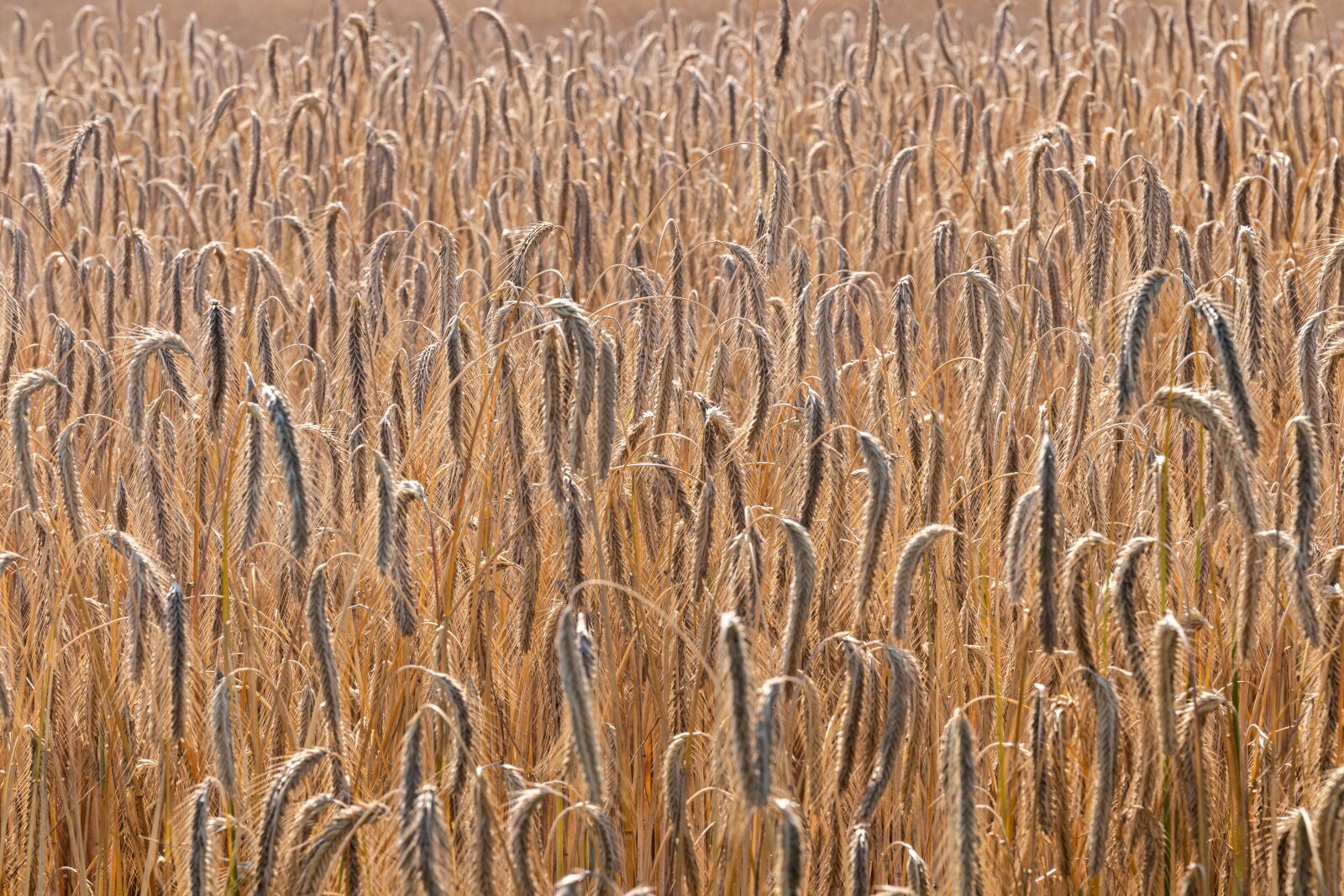 Canon EOS 80D + Canon EF 24-70mm F4L IS USM sample photo. Wheat, wheat spikes, field photography