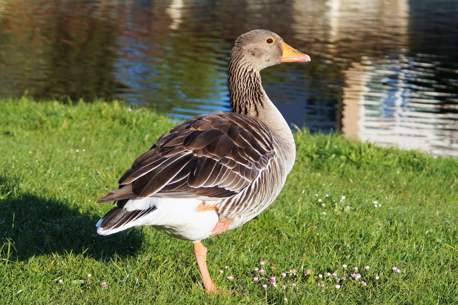 Sony DT 18-70mm F3.5-5.6 sample photo. Goose, wild goose, water photography