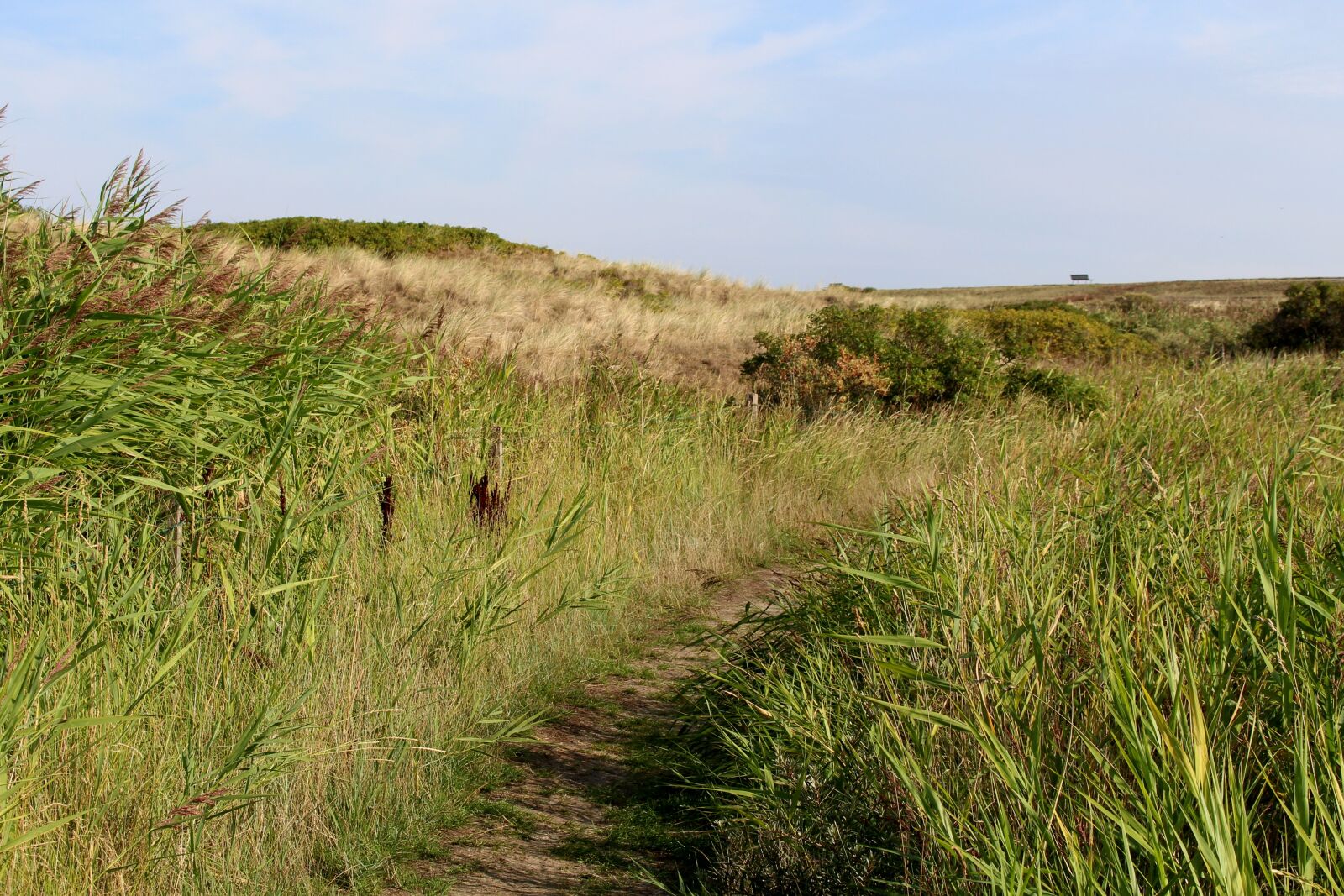 Canon EOS 700D (EOS Rebel T5i / EOS Kiss X7i) sample photo. Langeoog, away, dune photography