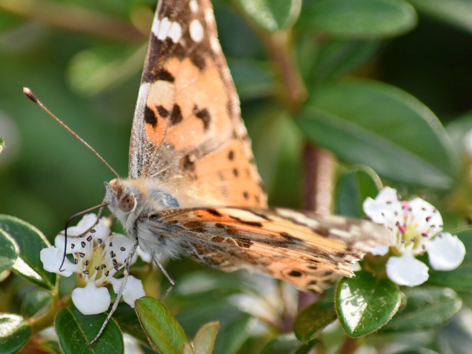 Nikon D5500 sample photo. Butterfly flower, mimicry, moth photography