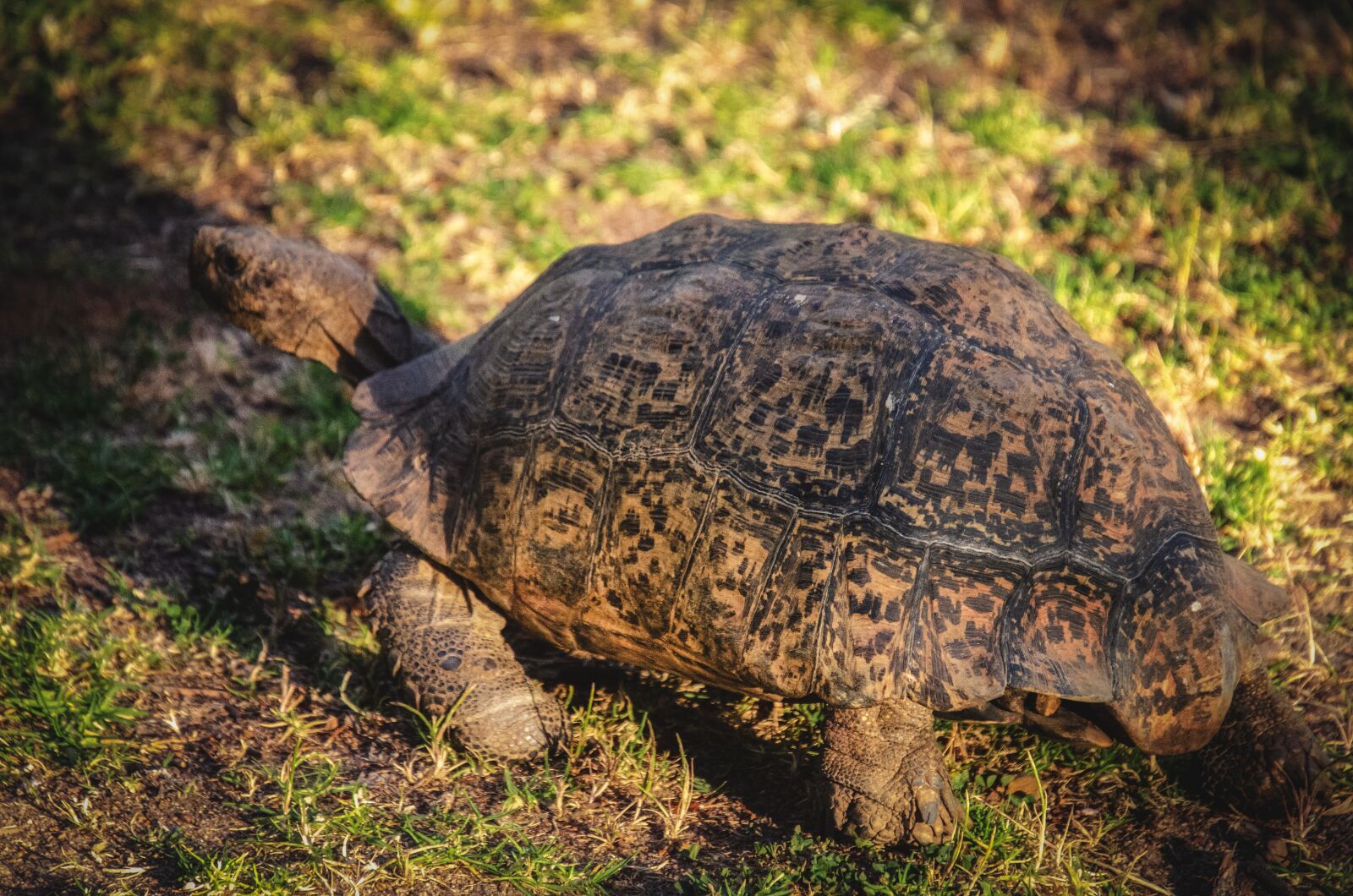 Nikon D7000 sample photo. Tortoise, leopard tortoise, animal photography