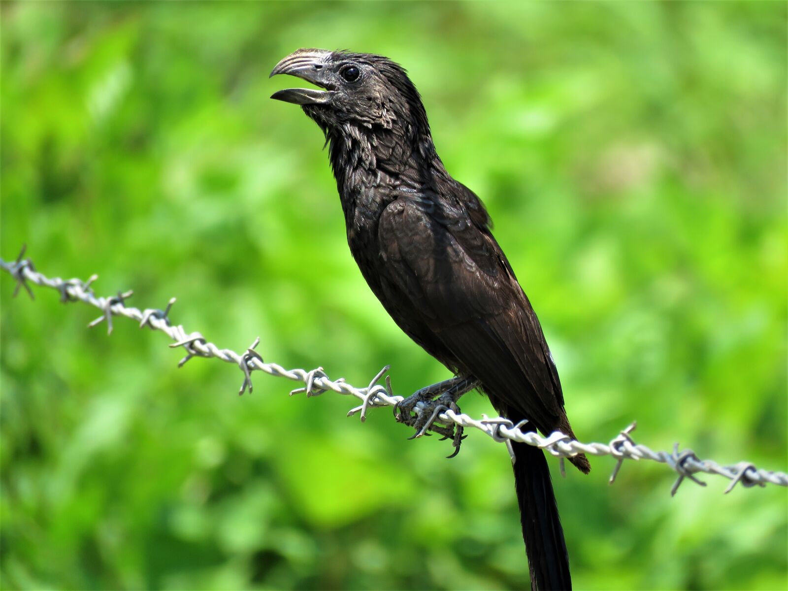 Canon PowerShot SX60 HS sample photo. Groove-billed ani, groove, ani photography