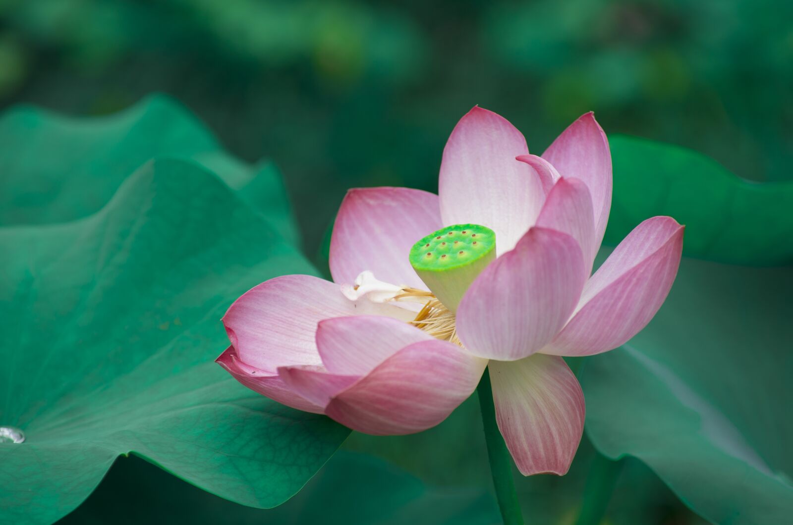 Pentax K-5 sample photo. Lotus, flower photography
